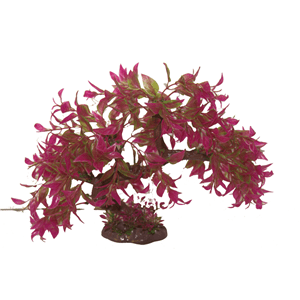 Hugo Bonsai Purple 23Cm - Perfect Aquatics Ltd