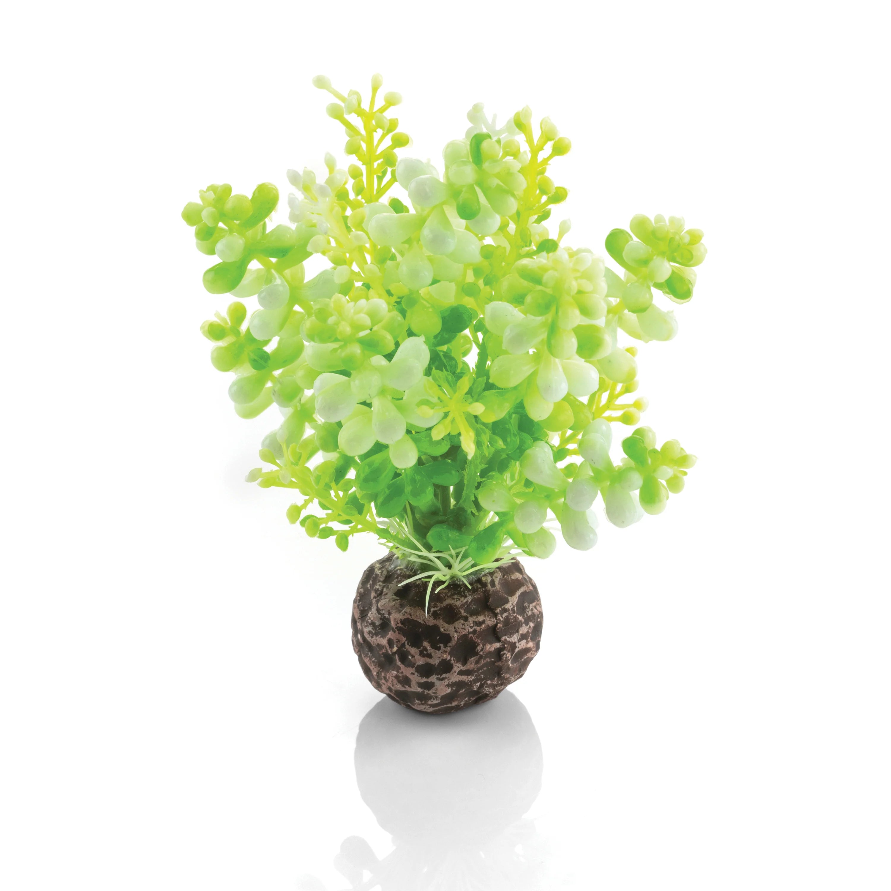 BiOrb Green Caulerpa - Perfect Aquatics Ltd