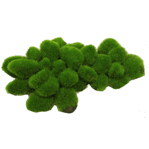 Hugo Rock And Moss 14X8x3cm - Perfect Aquatics Ltd