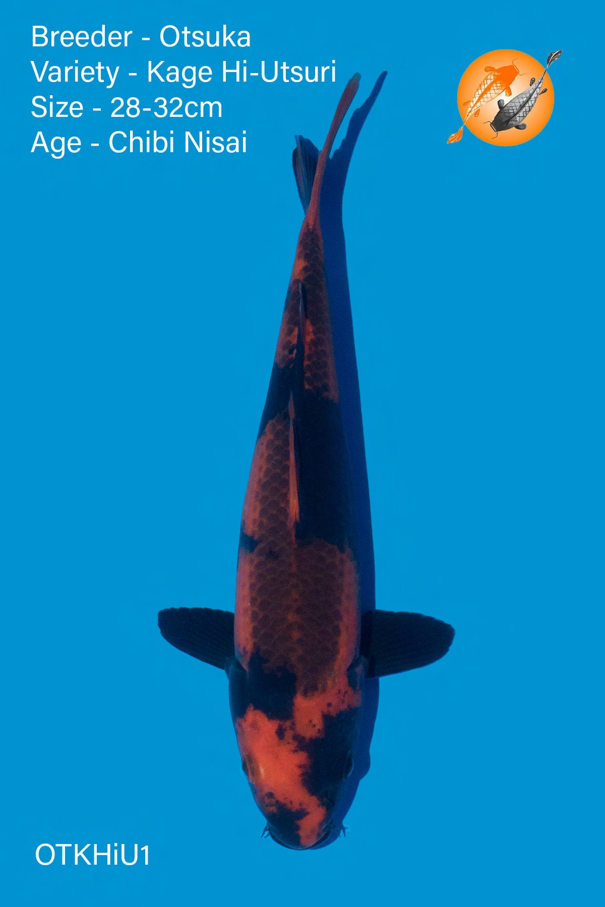 Kage Hi Utsuro - Otsuka - Chibi Nisai - 28 - 32cm - OTKHiU1 - Perfect Aquatics Ltd