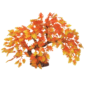 Hugo Bonsai Autumn 23Cm - Perfect Aquatics Ltd