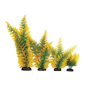 Hugo Broad Leaf Fern Yellow 40Cm - Perfect Aquatics Ltd