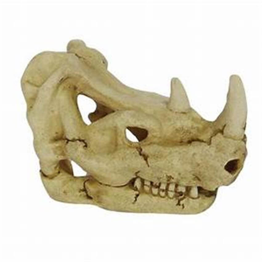 Hugo Rhinoceros Skull - Perfect Aquatics Ltd