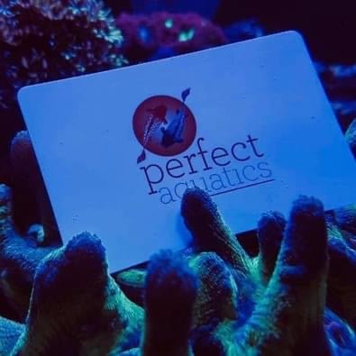 Perfect Aquatics In - Store Gift Card - Perfect Aquatics Ltd
