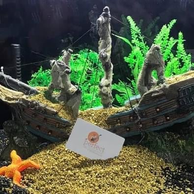 Perfect Aquatics In - Store Gift Card - Perfect Aquatics Ltd