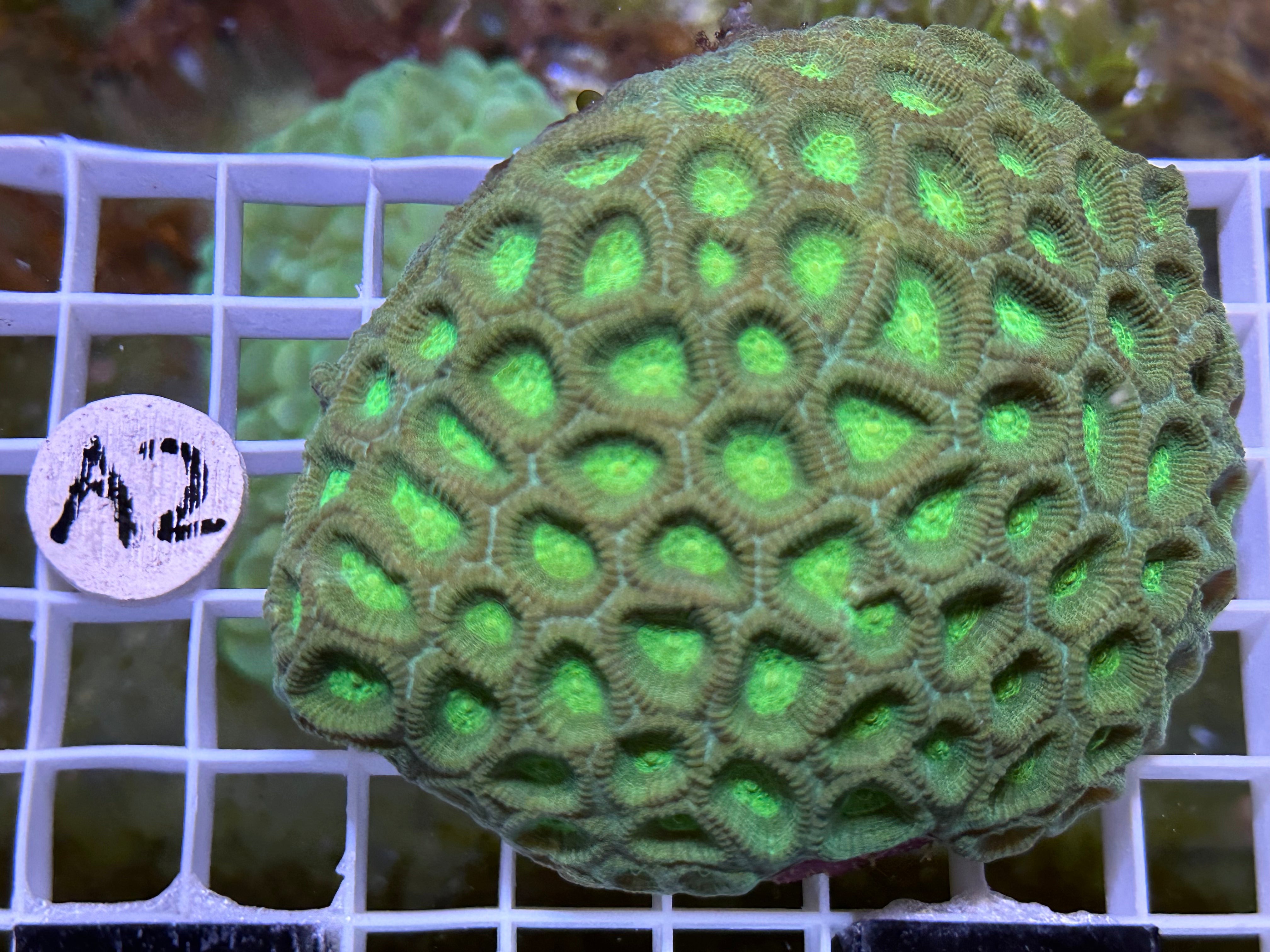 WYSIWYG Green Favia Coral - A2