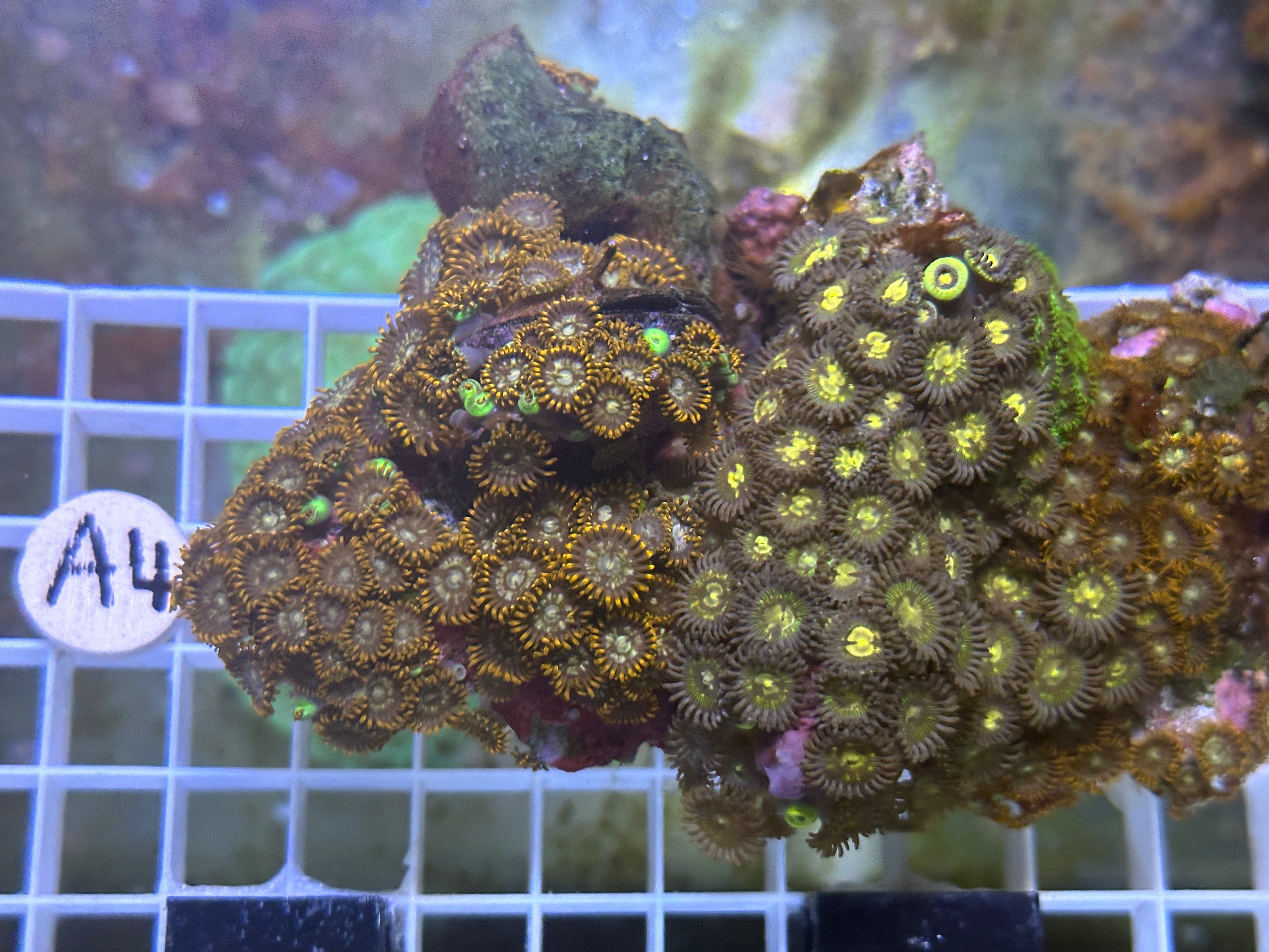 WYSIWYG Zoa Garden Coral - A4