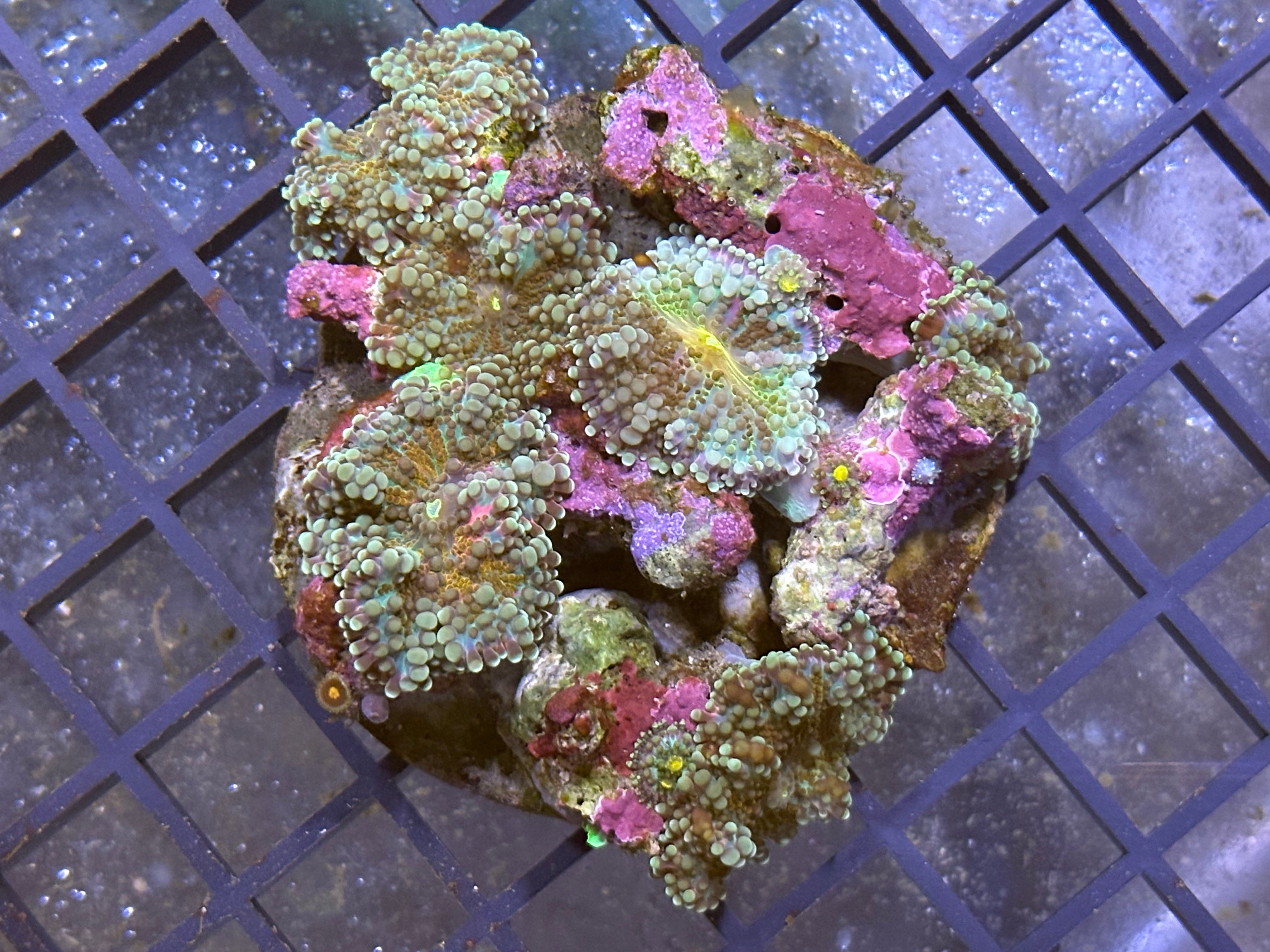 WYSIWYG Ricordea Yuma Mushroom Rock Coral - A11