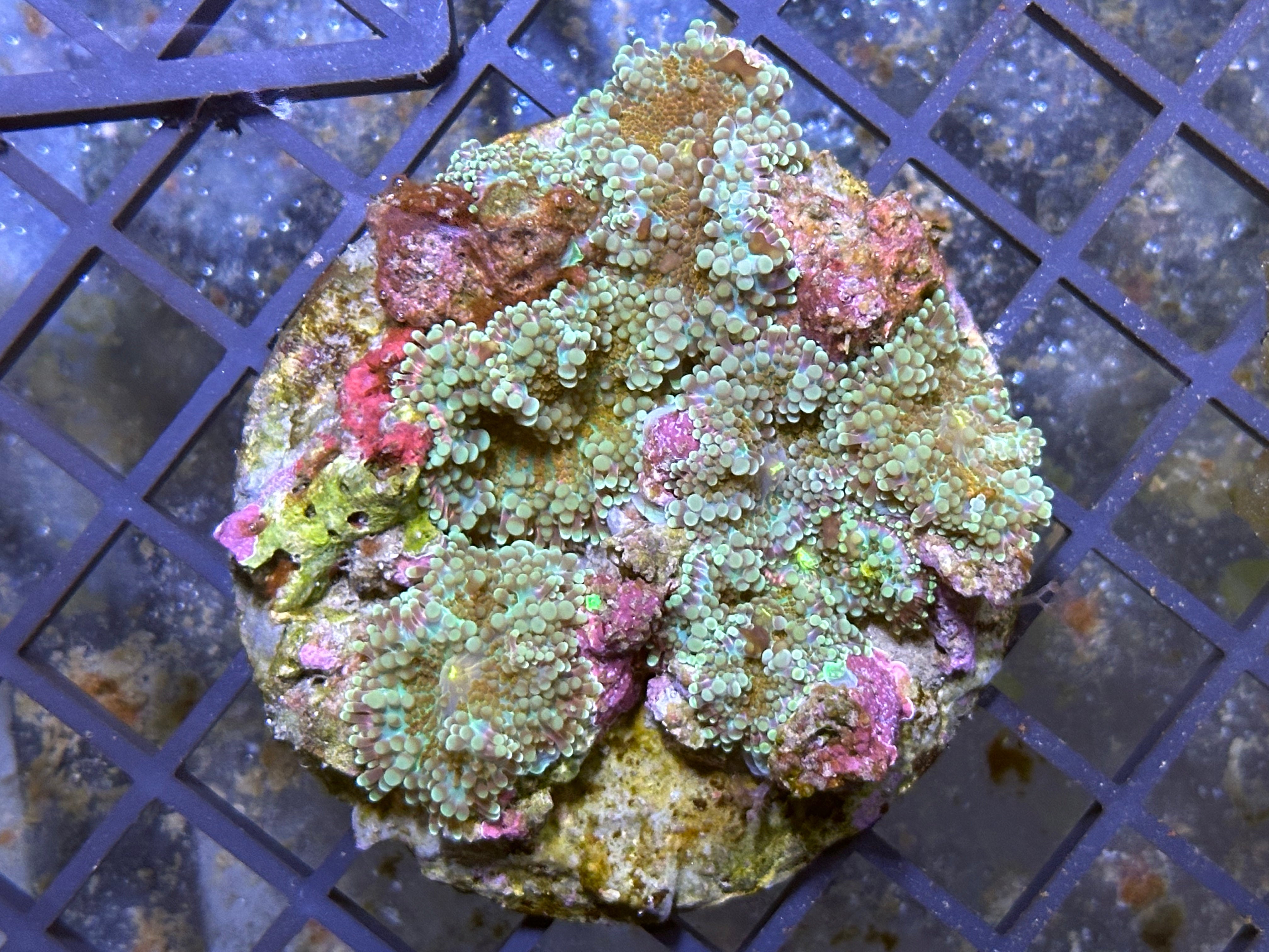 WYSIWYG Ricordea Yuma Mushroom Rock Coral - A12