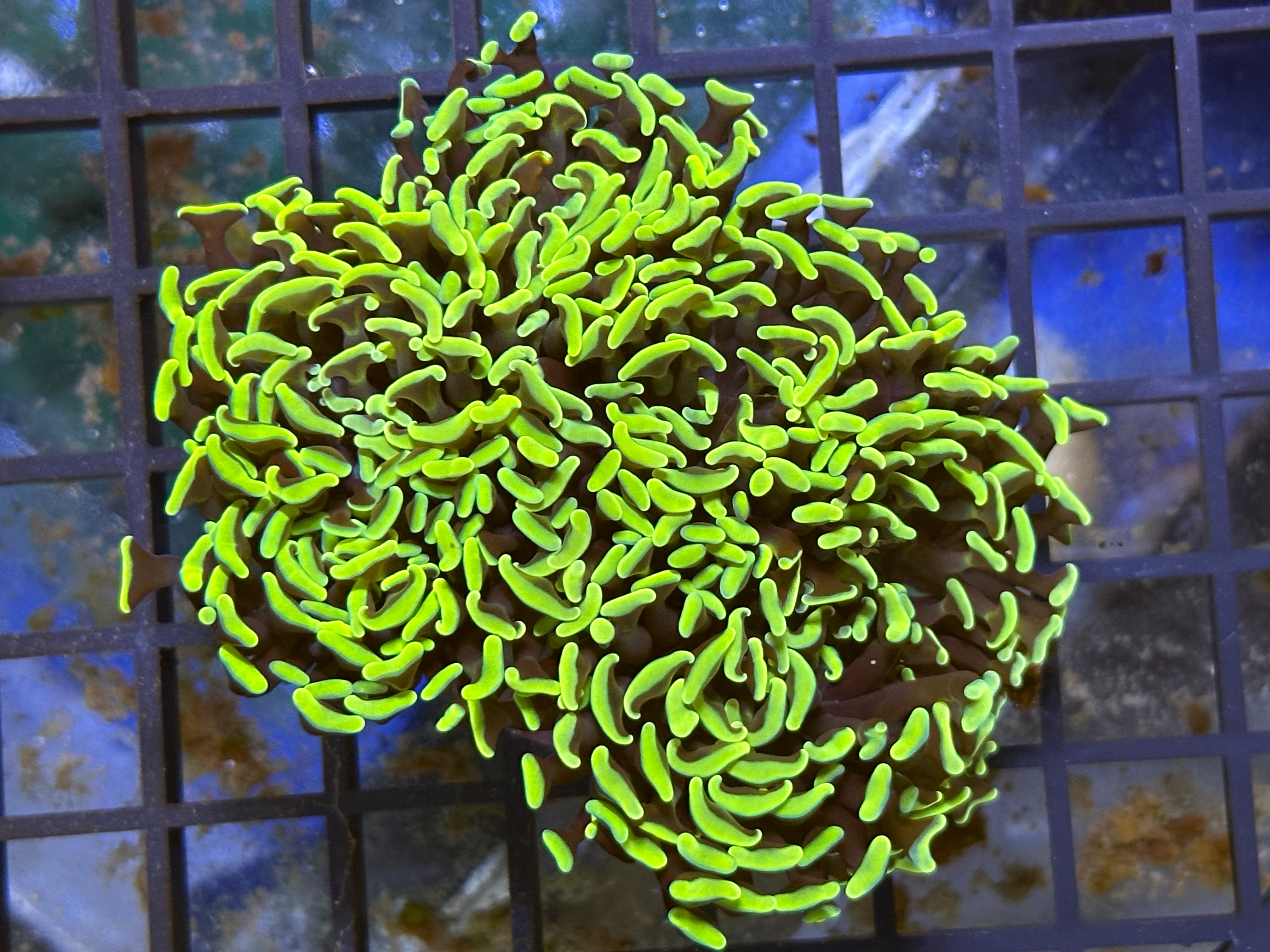 WYSIWYG Ultra Green Tip Hammer Coral - A15