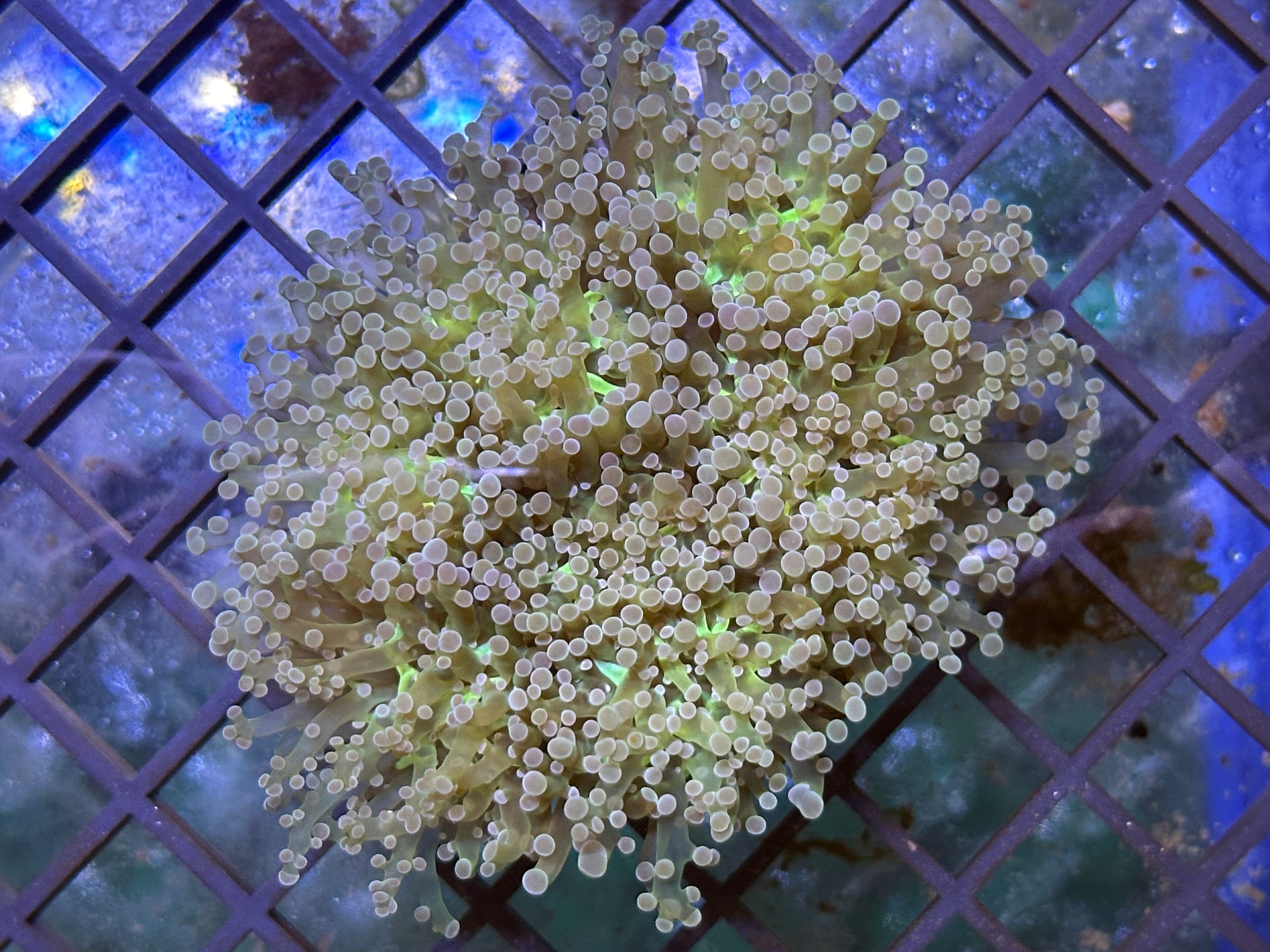 WYSIWYG frogspawn Euphillia Coral - A18