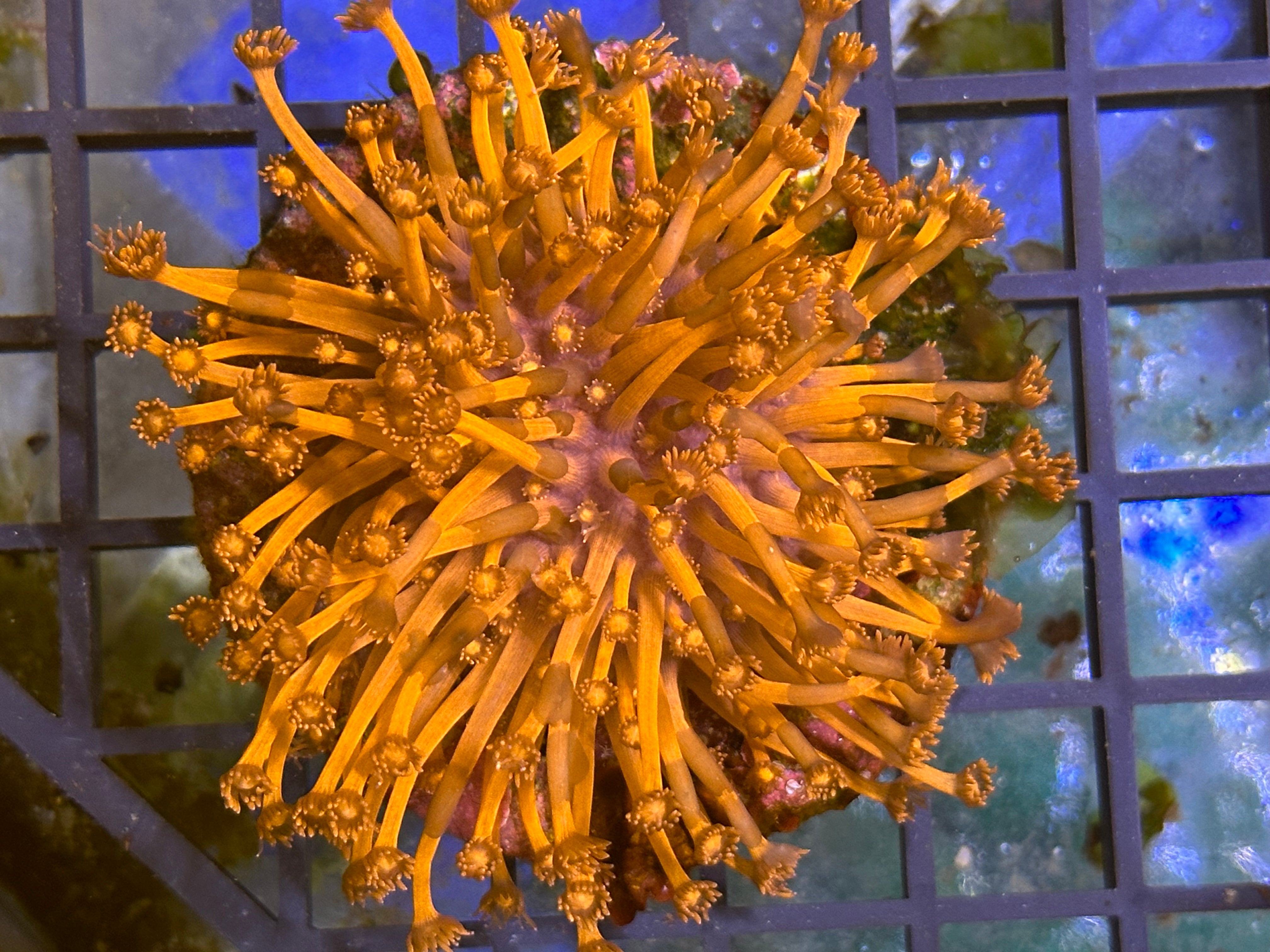 WYSIWYG Ultra Red Goniopora Coral - A23