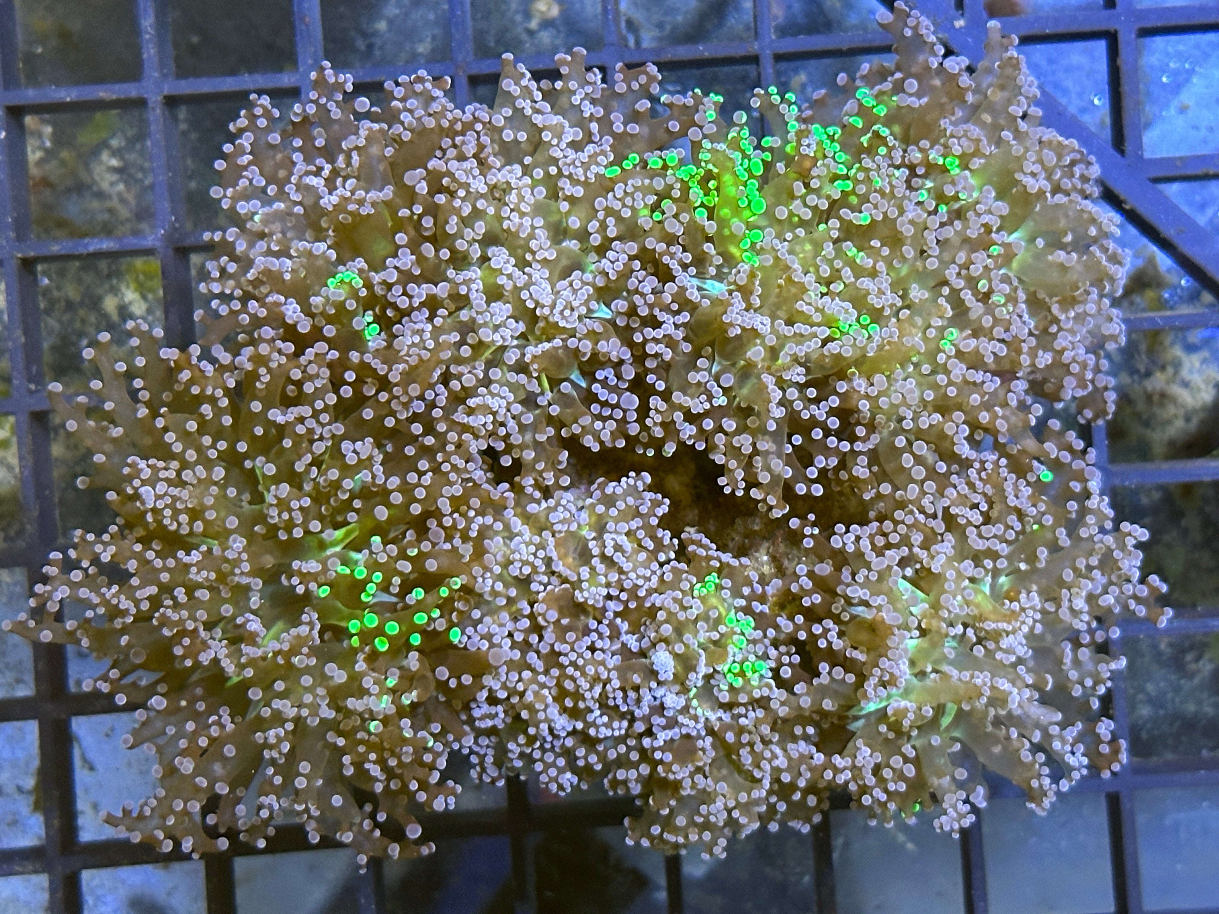 WYSIWYG Rainbow Frogspawn Coral - A26