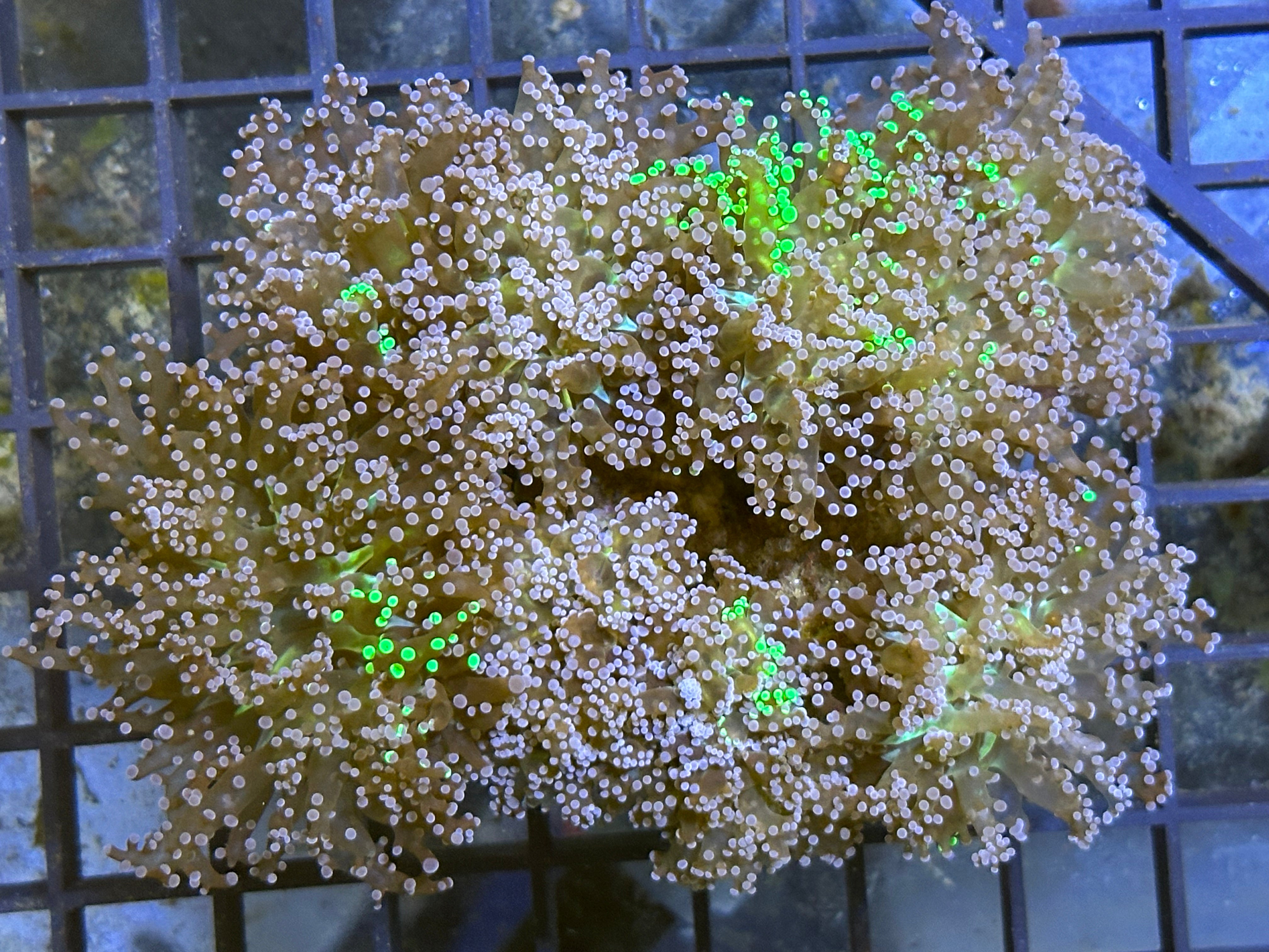 WYSIWYG Rainbow Frogspawn Coral - A26