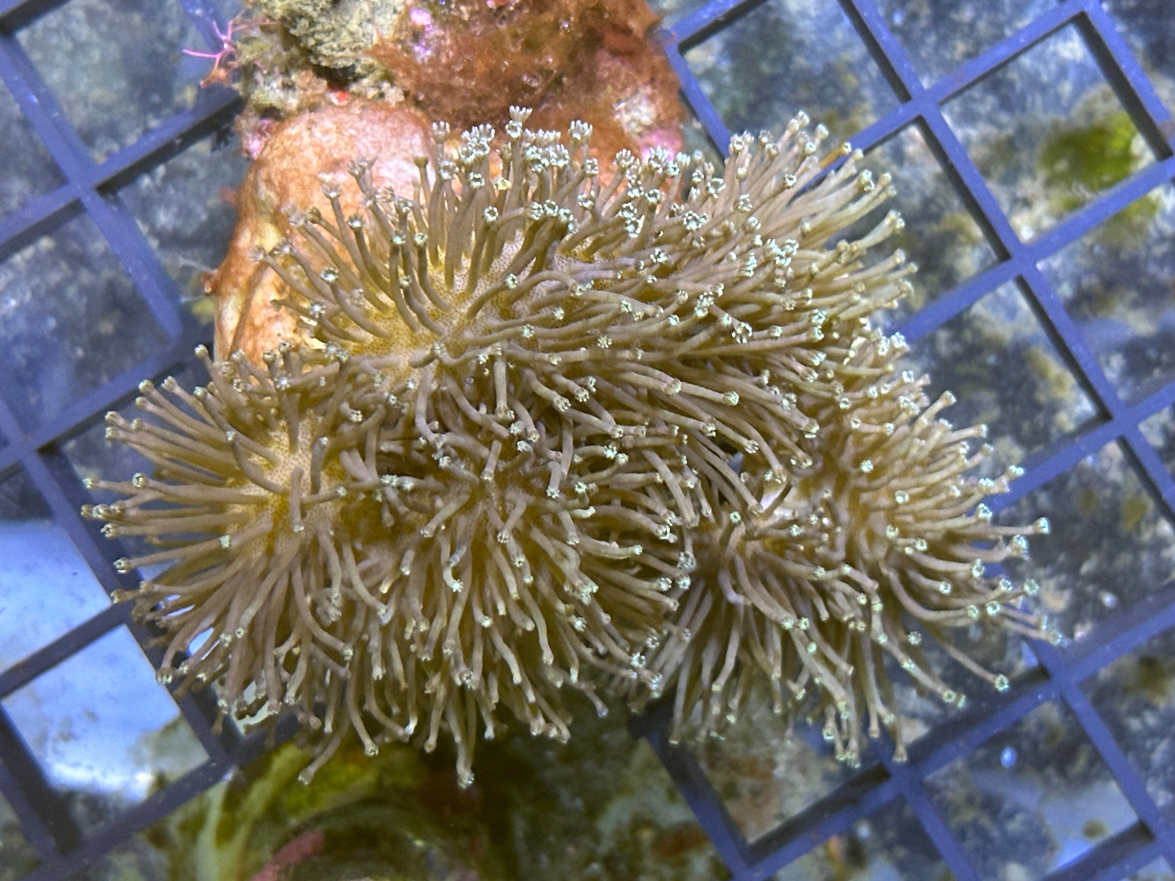 WYSIWYG Long Tentacle Toadstool Coral - A28