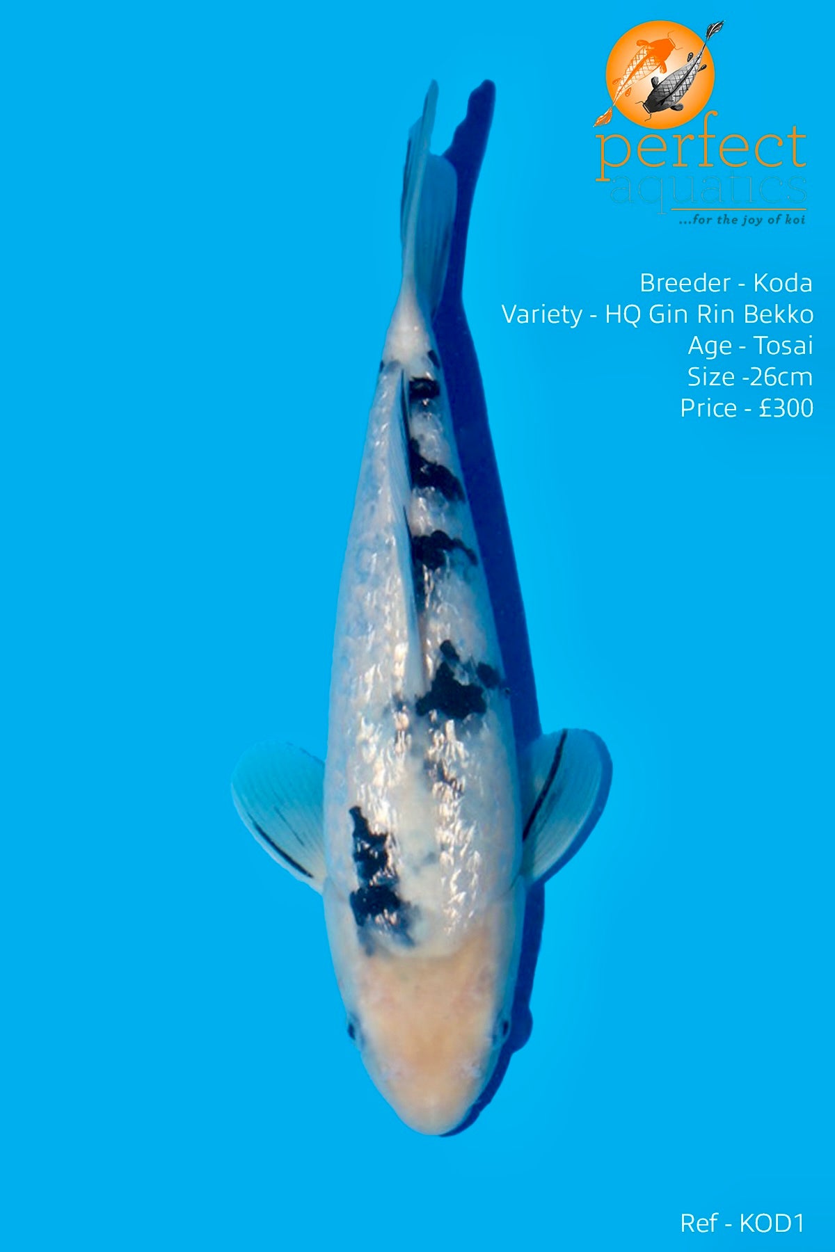 Koda - High Quality Gin Rin Bekko - Perfect Aquatics Ltd