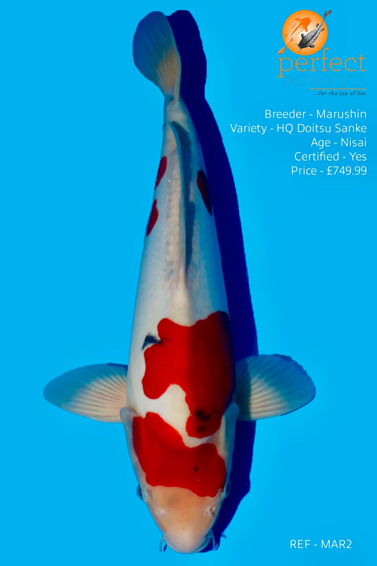 Marushin - High Quality Doitsu Sanke - Perfect Aquatics Ltd