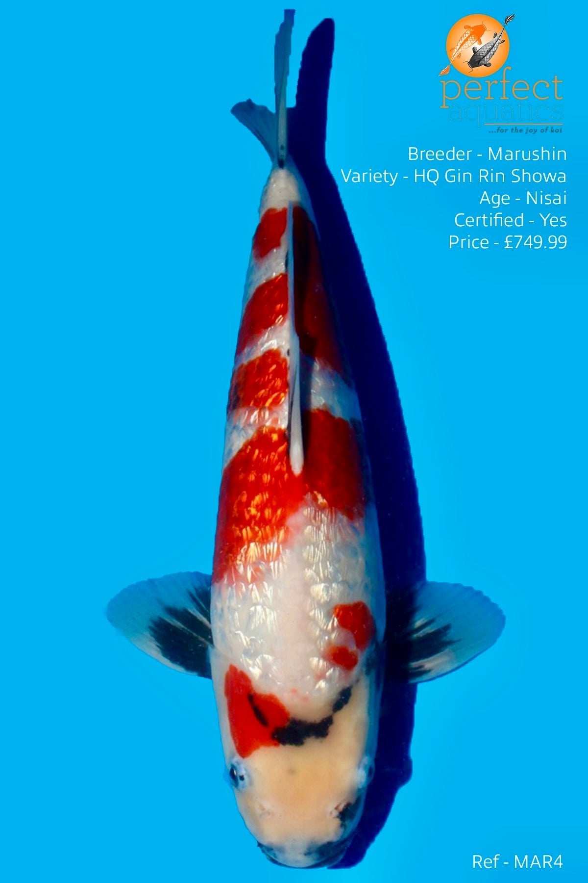 Marushin - High Quality Gin Rin Showa - Perfect Aquatics Ltd