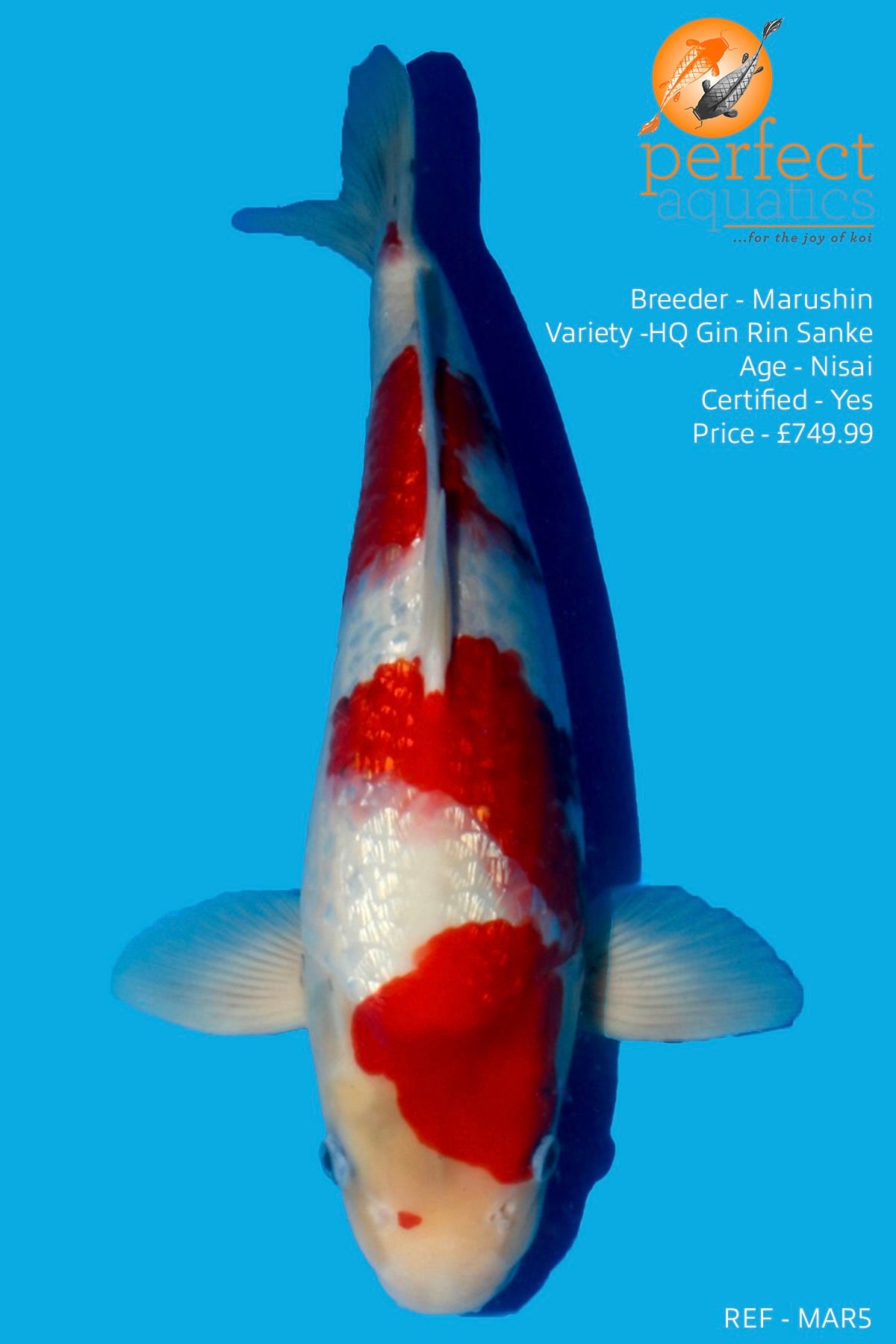 Marushin - High Quality Gin Rin Sanke - Perfect Aquatics Ltd
