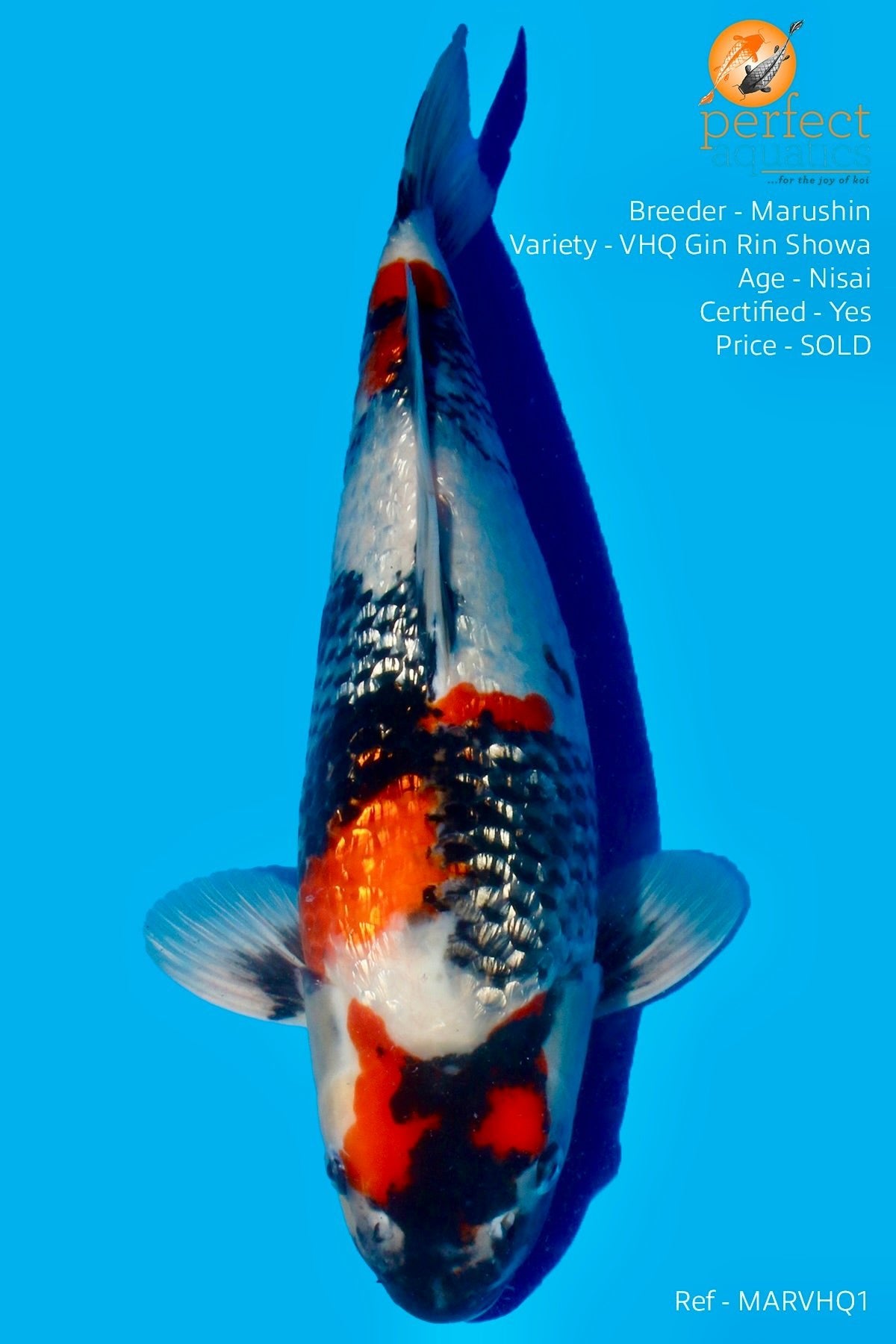 Marushin - Very High Quality Gin Rin Showa - Perfect Aquatics Ltd