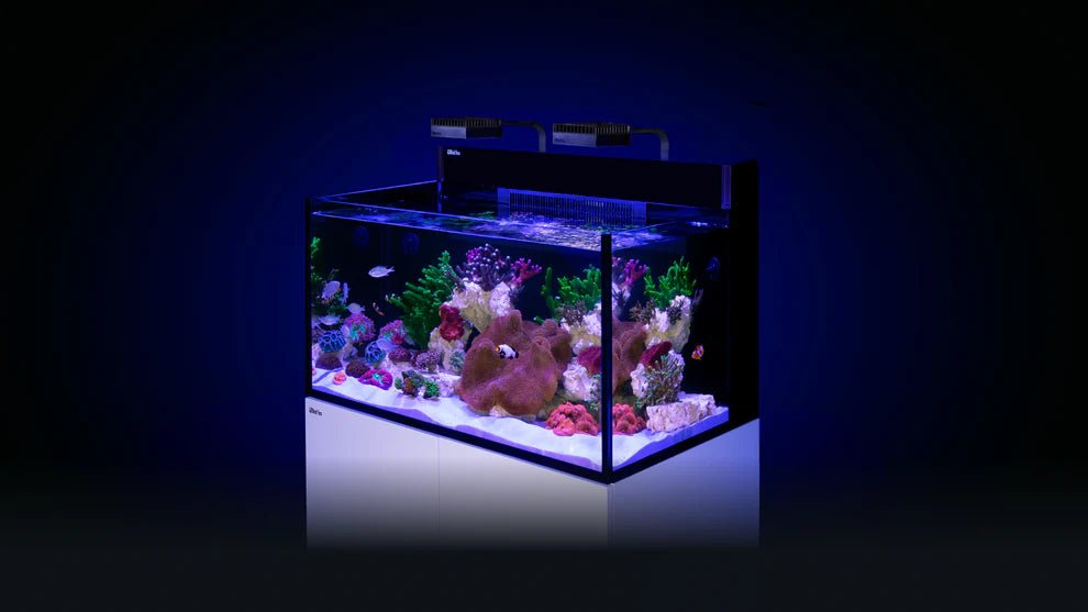 Red Sea MAX NANO G2 XXL - Perfect Aquatics Ltd