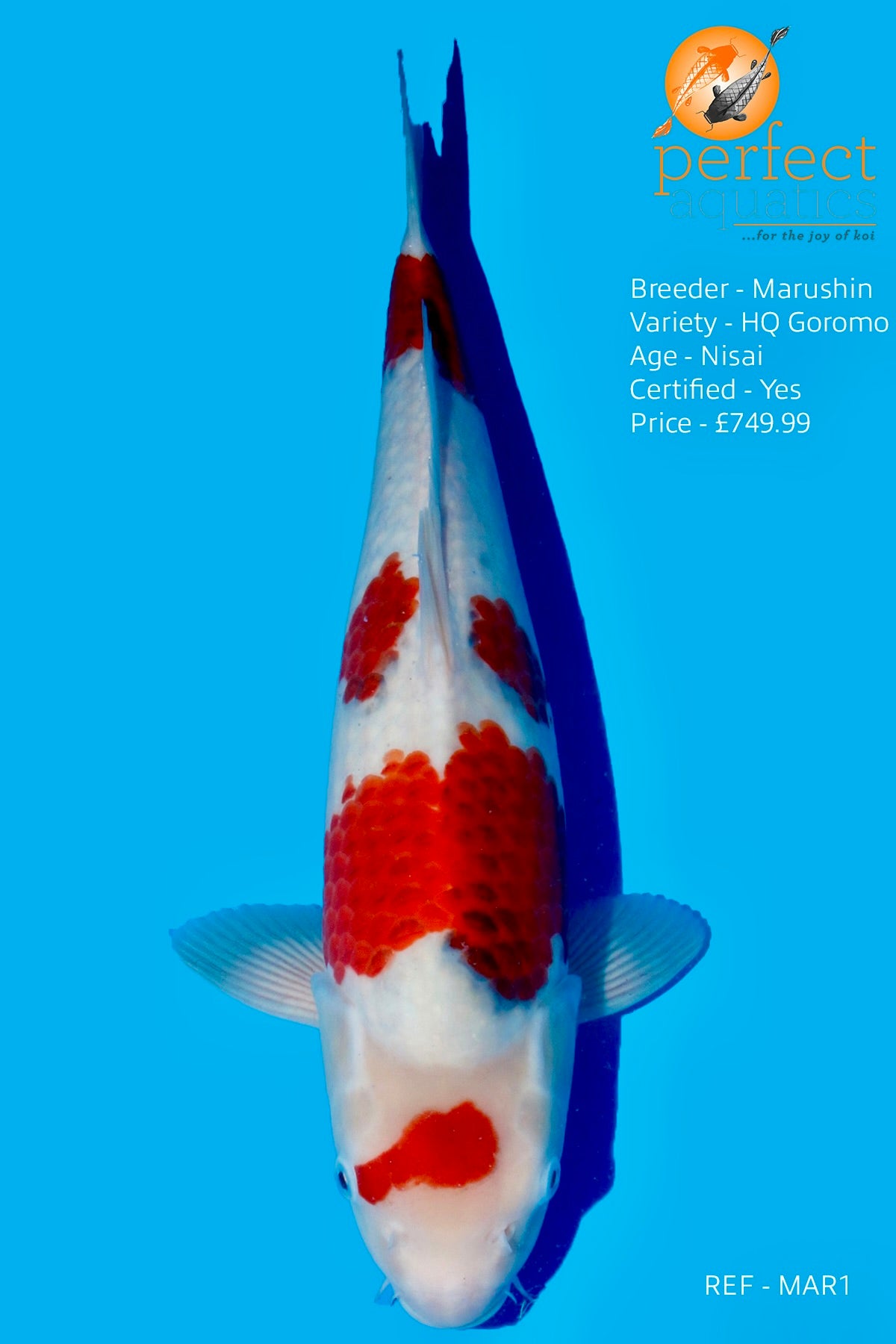 Marushin - High Quality Goromo - Perfect Aquatics Ltd