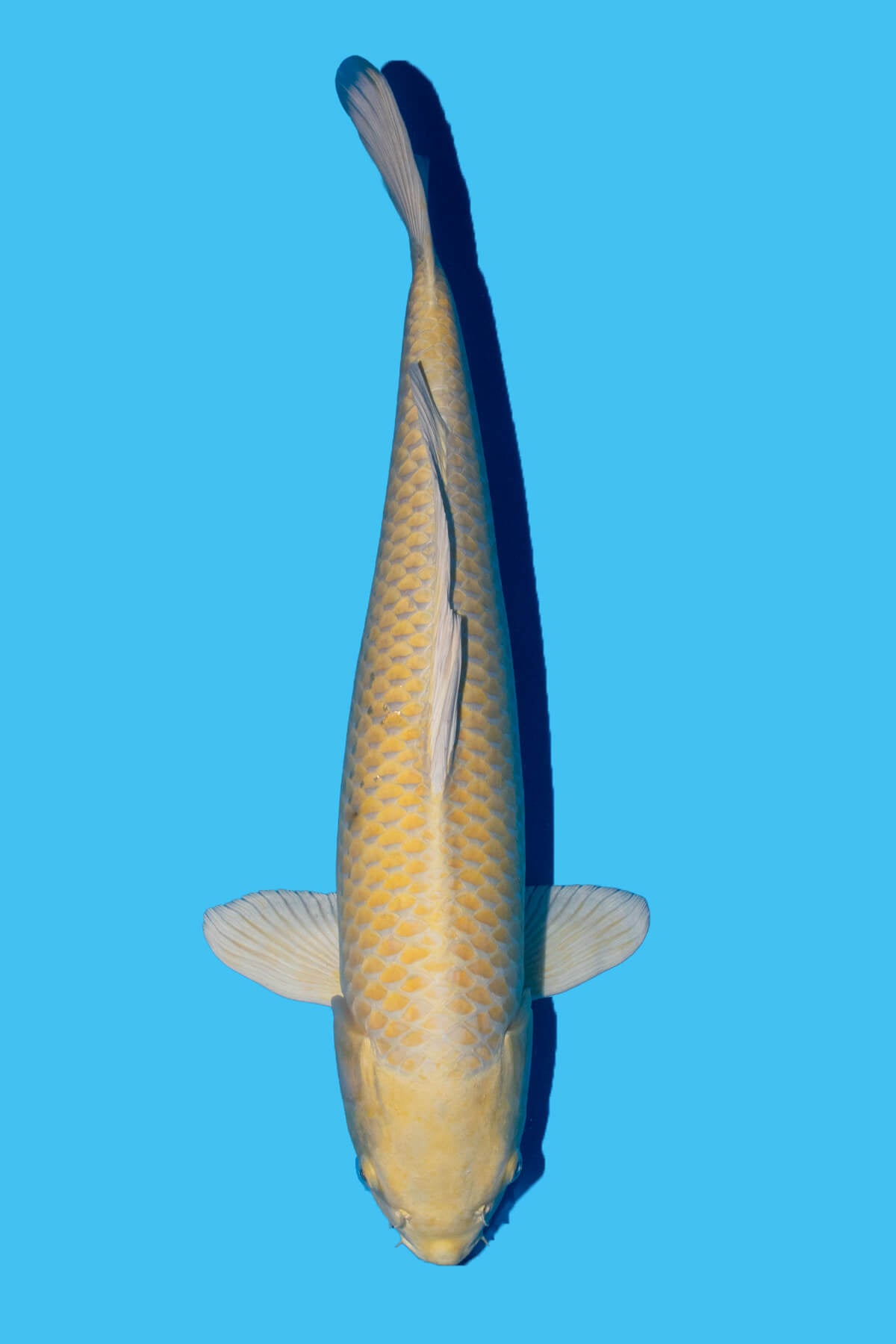 Izumiya - Yamabuki - Nisai - OPA003 - Perfect Aquatics Ltd