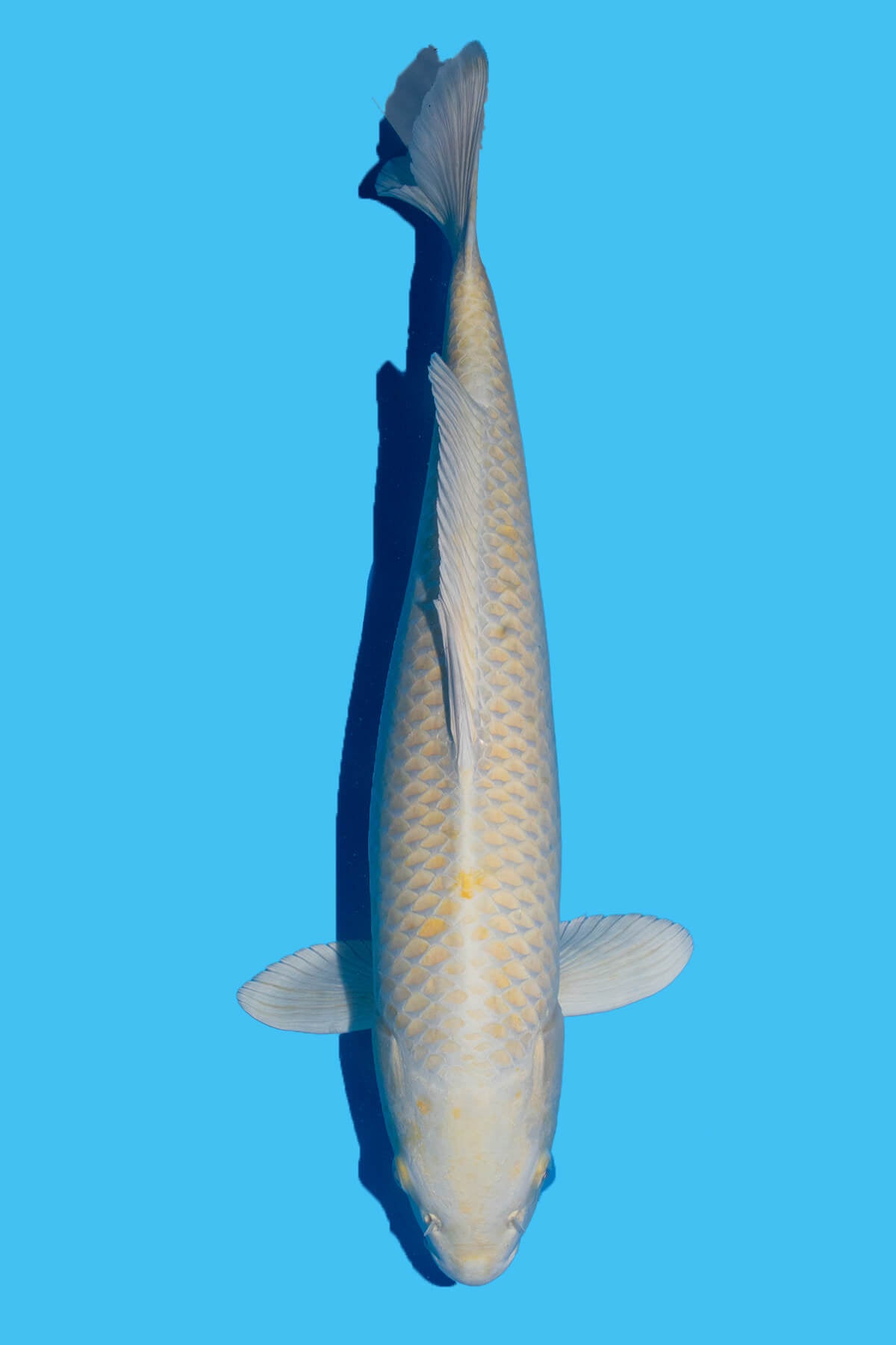 Izumiya - Yamabuki - Nisai - OPA004 - Perfect Aquatics Ltd