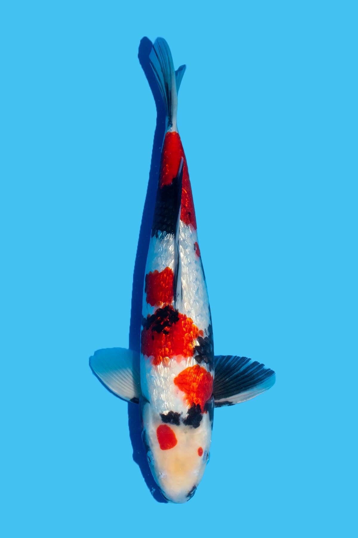 Marushin - Gin Rin Showa - Nisai - OPA011 - Perfect Aquatics Ltd