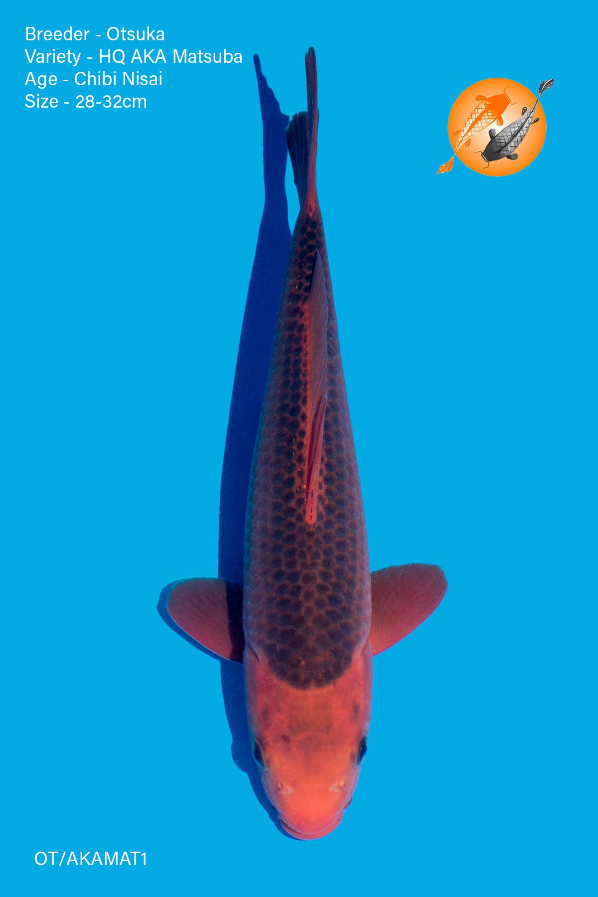 AKA Matsuba - Otsuka - Chibi Nisai - 28 - 32cm - OT/AKAMAT1 - Perfect Aquatics Ltd
