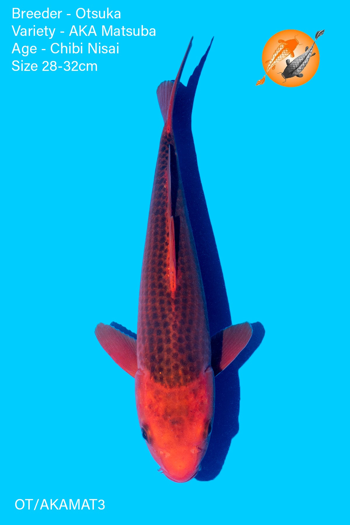 AKA Matsuba - Otsuka - Chibi Nisai - 28 - 32cm - OT/AKAMAT3 - Perfect Aquatics Ltd