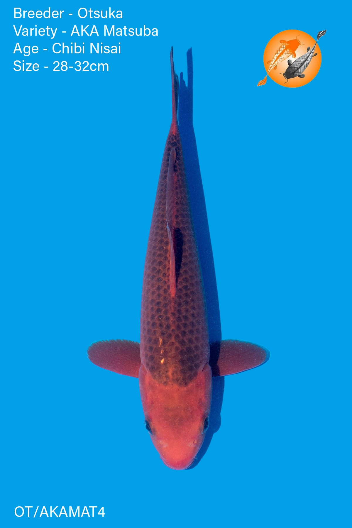 AKA Matsuba - Otsuka - Chibi Nisai - 28 - 32cm - OT/AKAMAT4 - Perfect Aquatics Ltd