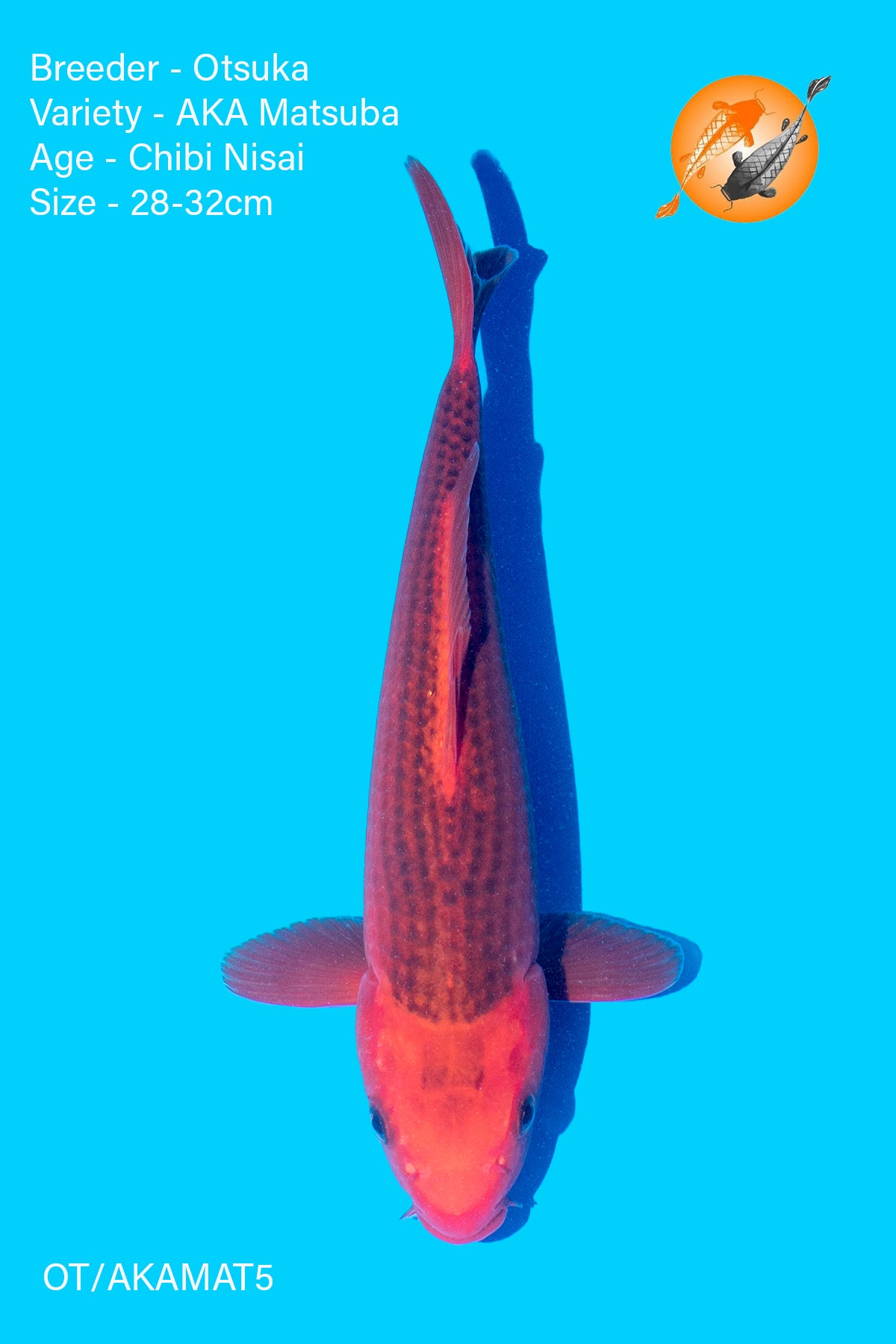 AKA Matsuba - Otsuka - Chibi Nisai - 28 - 32cm - OT/AKAMAT5 - Perfect Aquatics Ltd