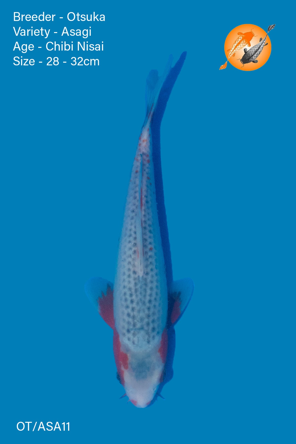 High Quality Asagi - Otsuka - Nisai - 28 - 32cm - OT/ASA11 - Perfect Aquatics Ltd