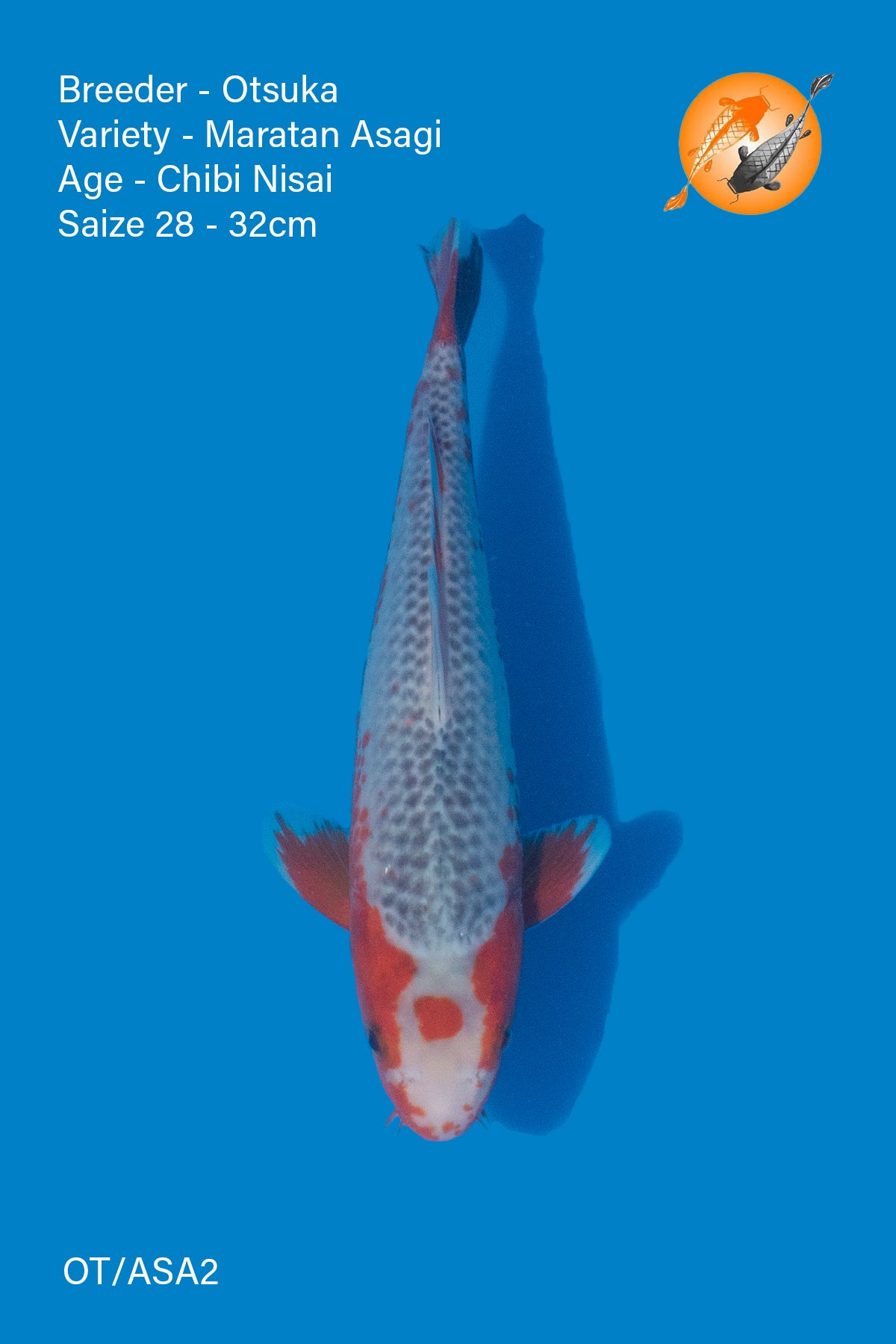 High Quality Asagi - Otsuka - Nisai - 28 - 32cm - OT/ASA2 - Perfect Aquatics Ltd
