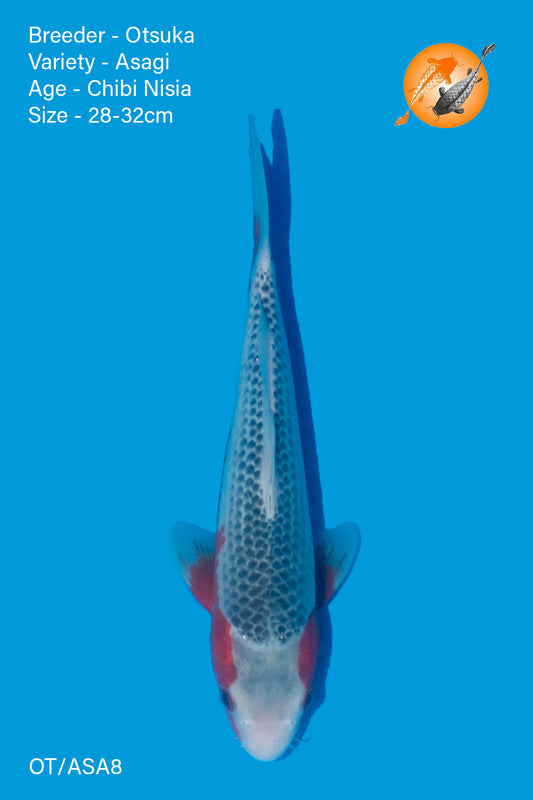 Asagi - Otsuka - Nisai - 28 - 32cm - OT/ASA8 - Perfect Aquatics Ltd