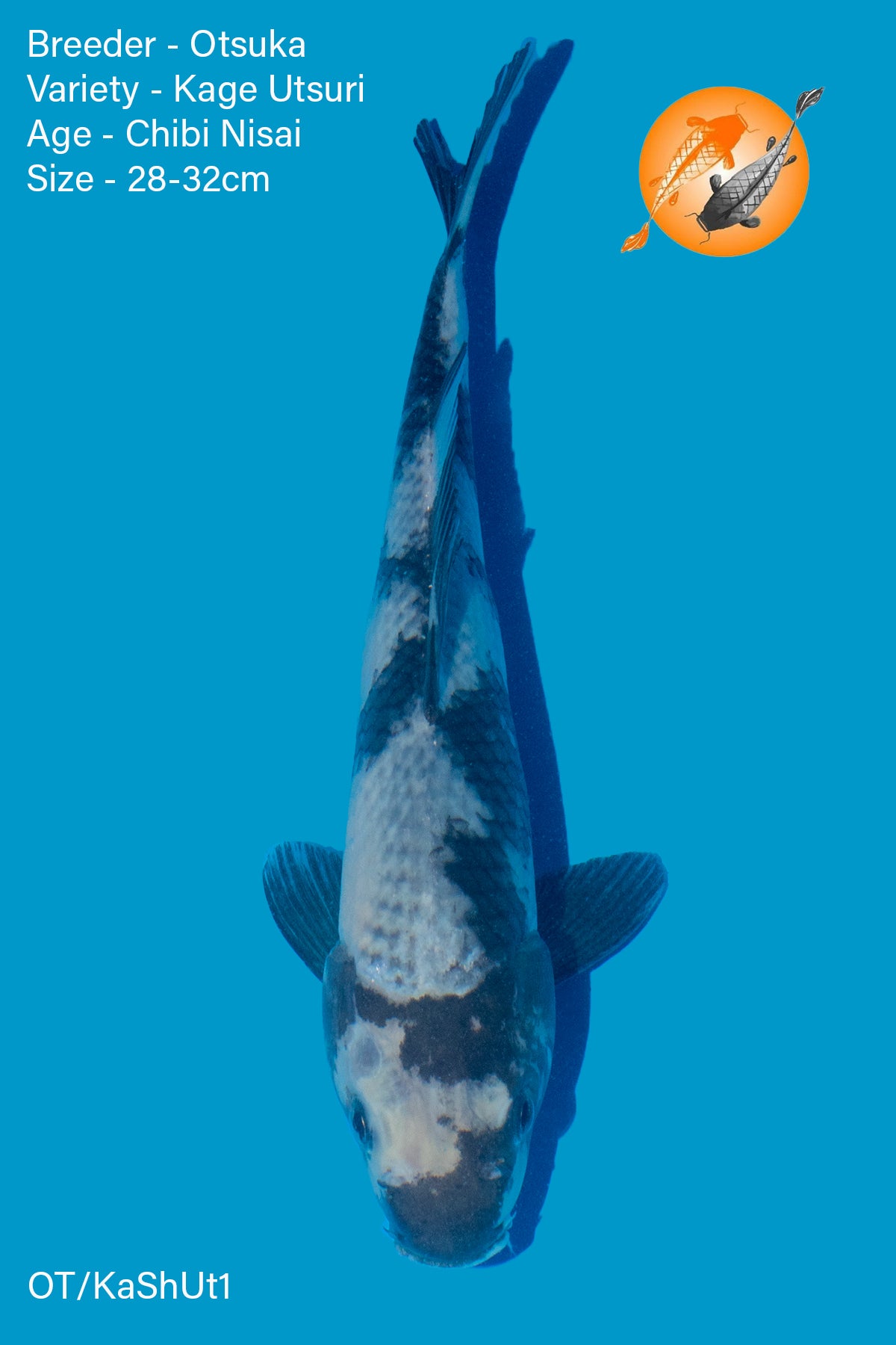 Kage Shiro Utsuri - Otsuka - Chibi Nisai - 28 - 32cm - OT/KaShUt1 - Perfect Aquatics Ltd