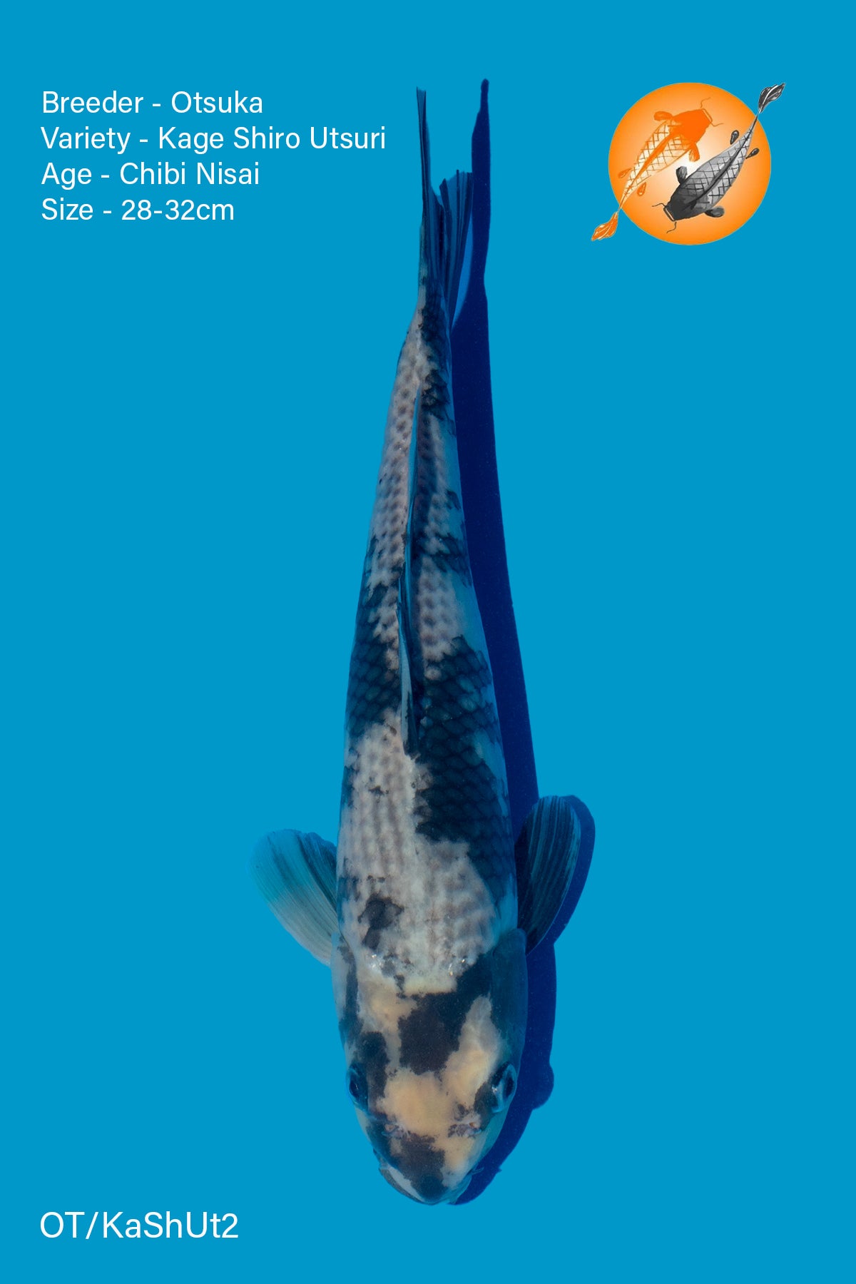 Kage Shiro Utsuri - Otsuka - Chibi Nisai - 28 - 32cm - OT/KaShUt2 - Perfect Aquatics Ltd