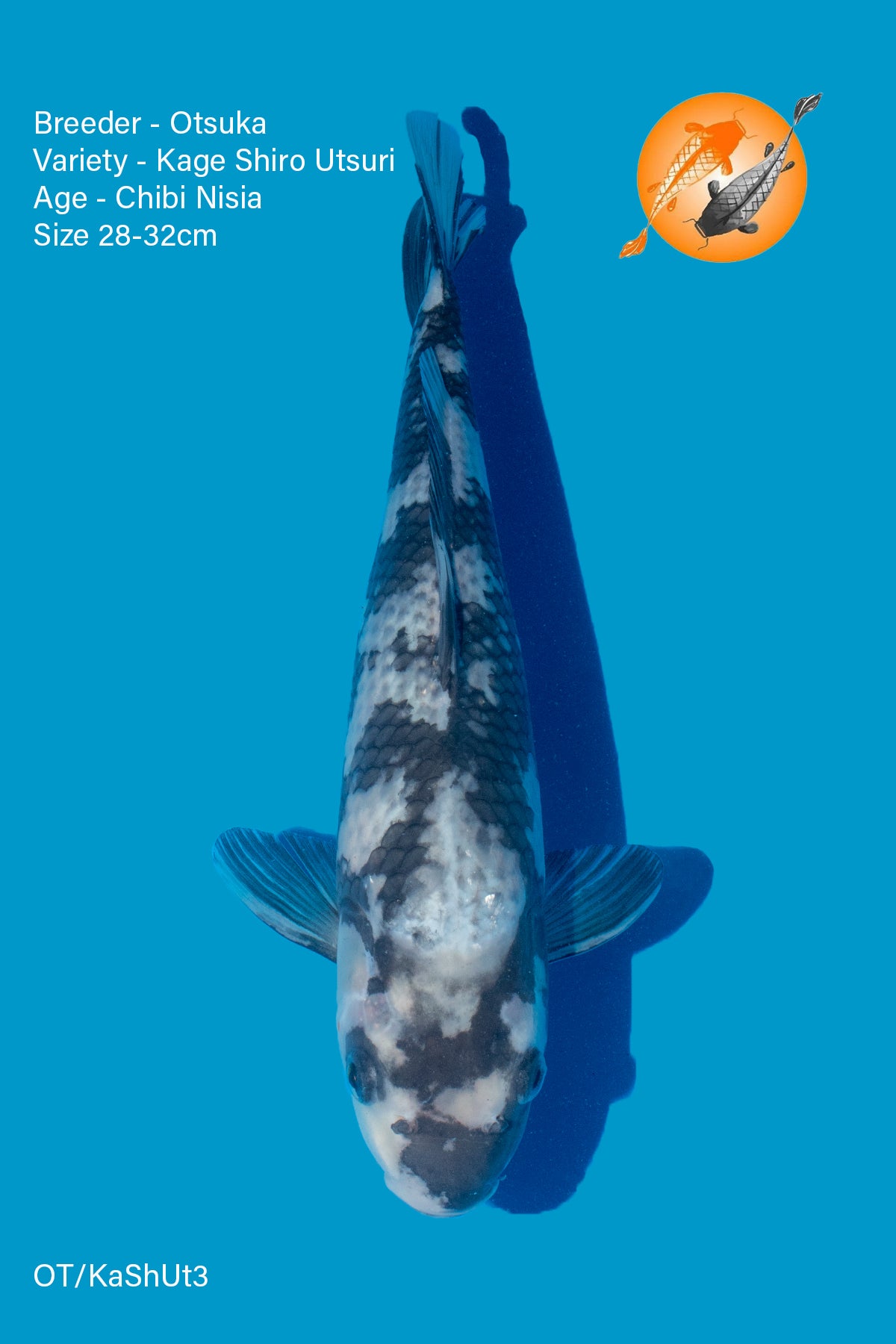 Kage Shiro Utsuri - Otsuka - Chibi Nisai - 28 - 32cm - OT/KaShUt3 - Perfect Aquatics Ltd