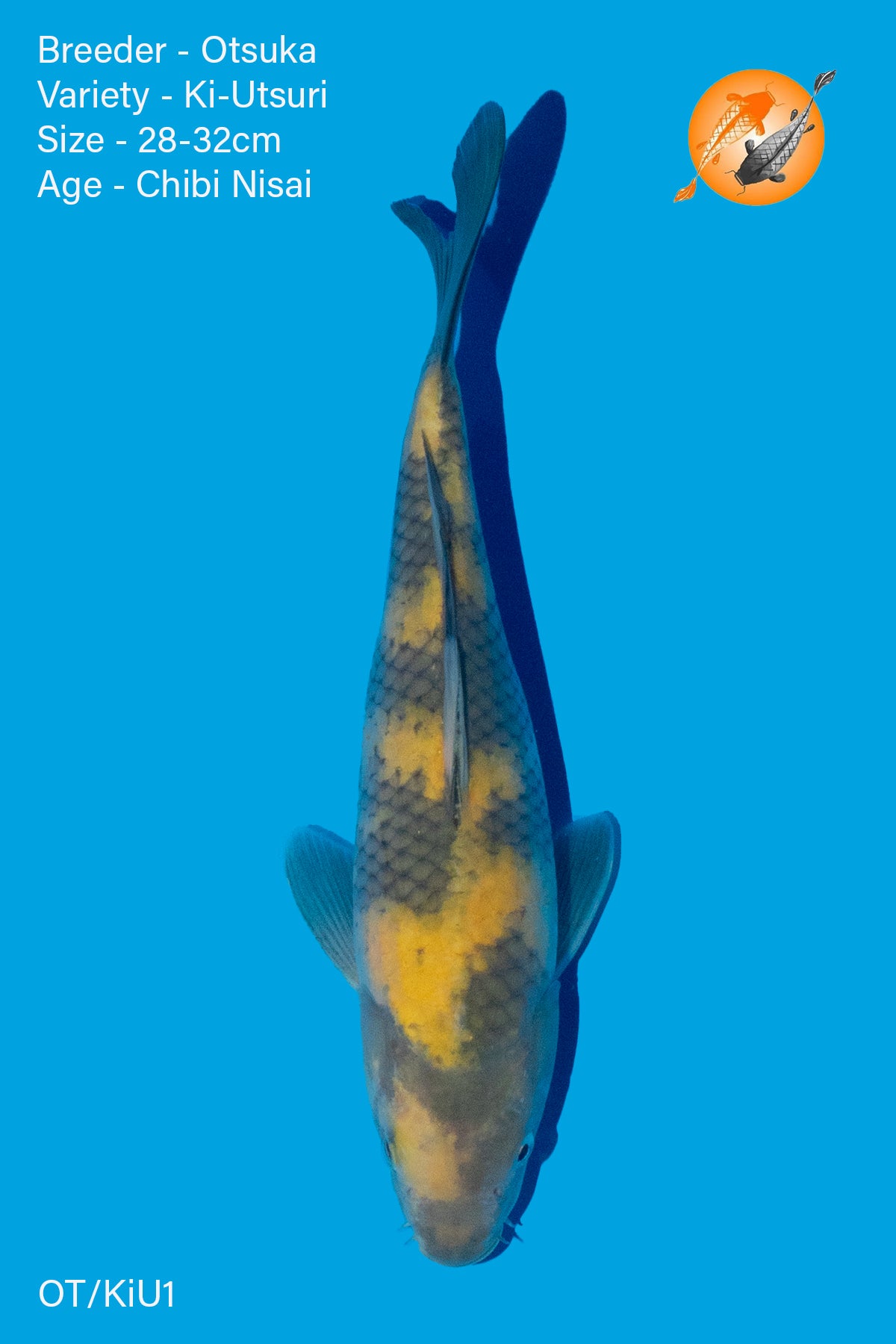 Ki Utsuri - Otsuka - Nisai - 28 - 32cm - Perfect Aquatics Ltd