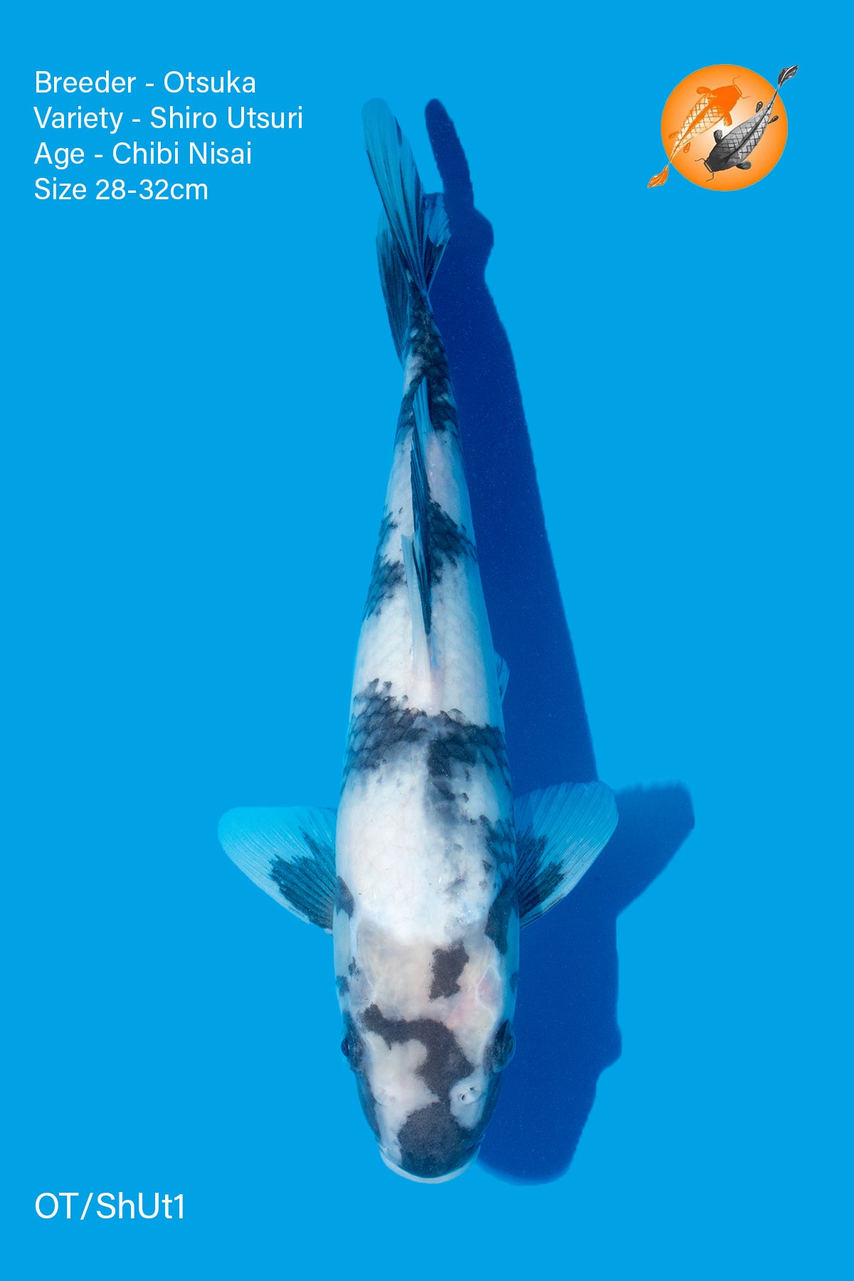 Shiro Utsuri - Otsuka - Chibi Nisai - 28 - 32cm - OT/ShUt1 - Perfect Aquatics Ltd