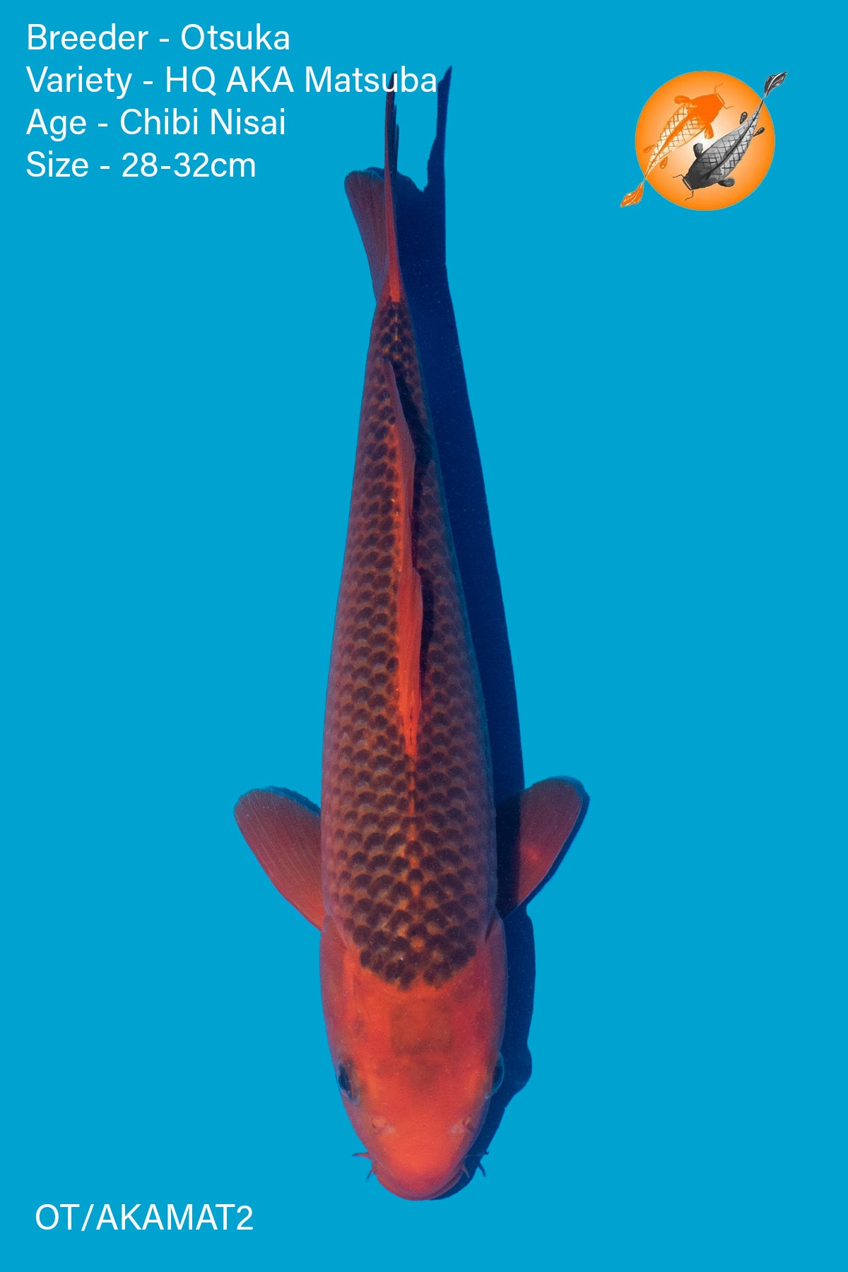 High Quality AKA Matsuba - Otsuka - Chibi Nisai - 28 - 32cm - OT/AKAMAT2 - Perfect Aquatics Ltd
