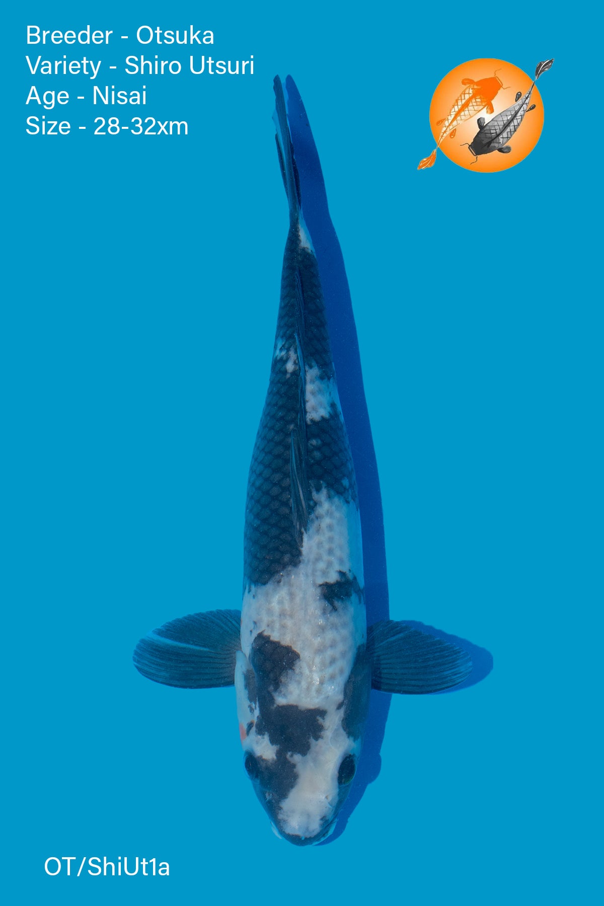 Kage Shiro Utsuri - Otsuka - Chibi Nisai - 28 - 32cm - OT/ShiUt1a - Perfect Aquatics Ltd