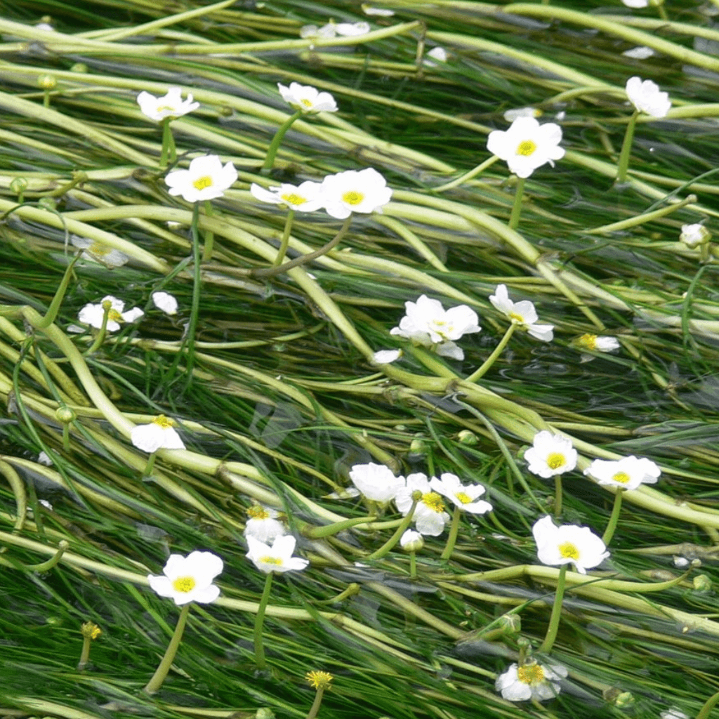 Water Crowfoot - Perfect Aquatics Ltd