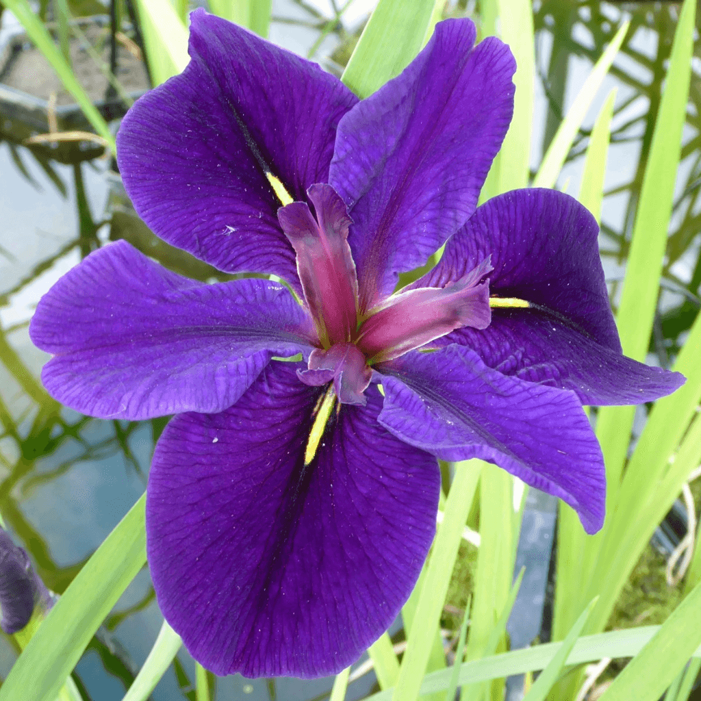 Iris Louisiana 'Black Gamecock' - Perfect Aquatics Ltd