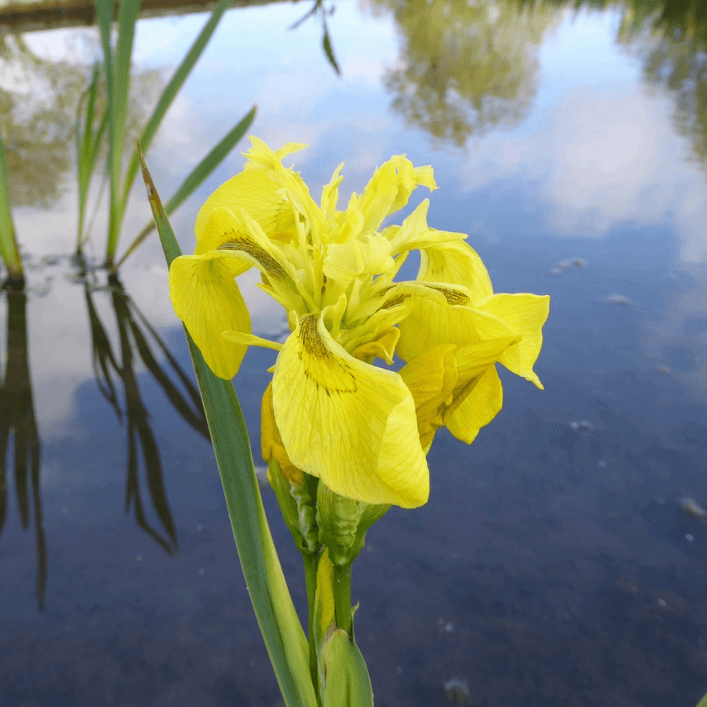 Yellow Flag - Perfect Aquatics Ltd