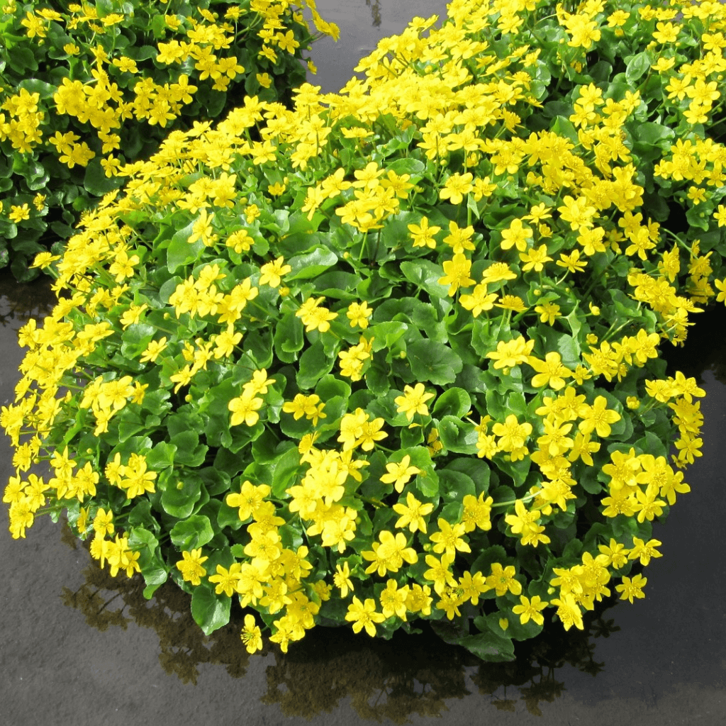 Marsh Marigold / King Cup - Perfect Aquatics Ltd