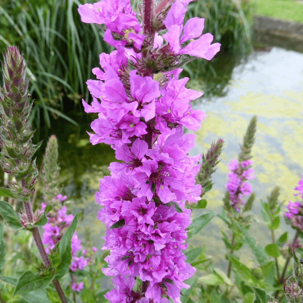 Purple Loosestrife - Perfect Aquatics Ltd