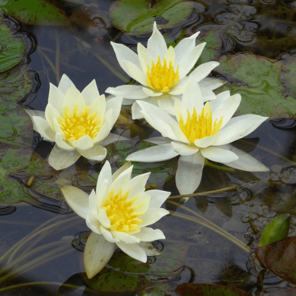 Pygmaea Helvola - Perfect Aquatics Ltd