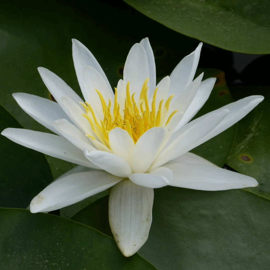 White Water Lily - Perfect Aquatics Ltd